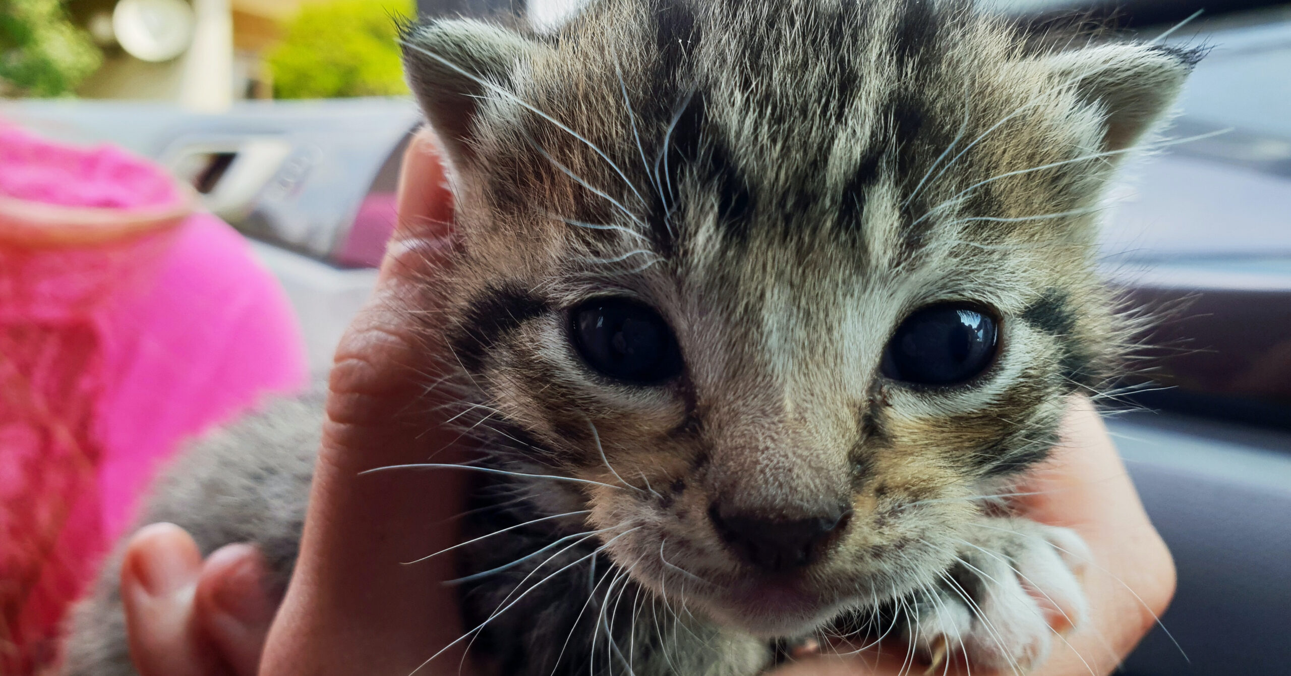 De ultieme gids voor het kiezen van het perfecte huisdier voor jouw gezin