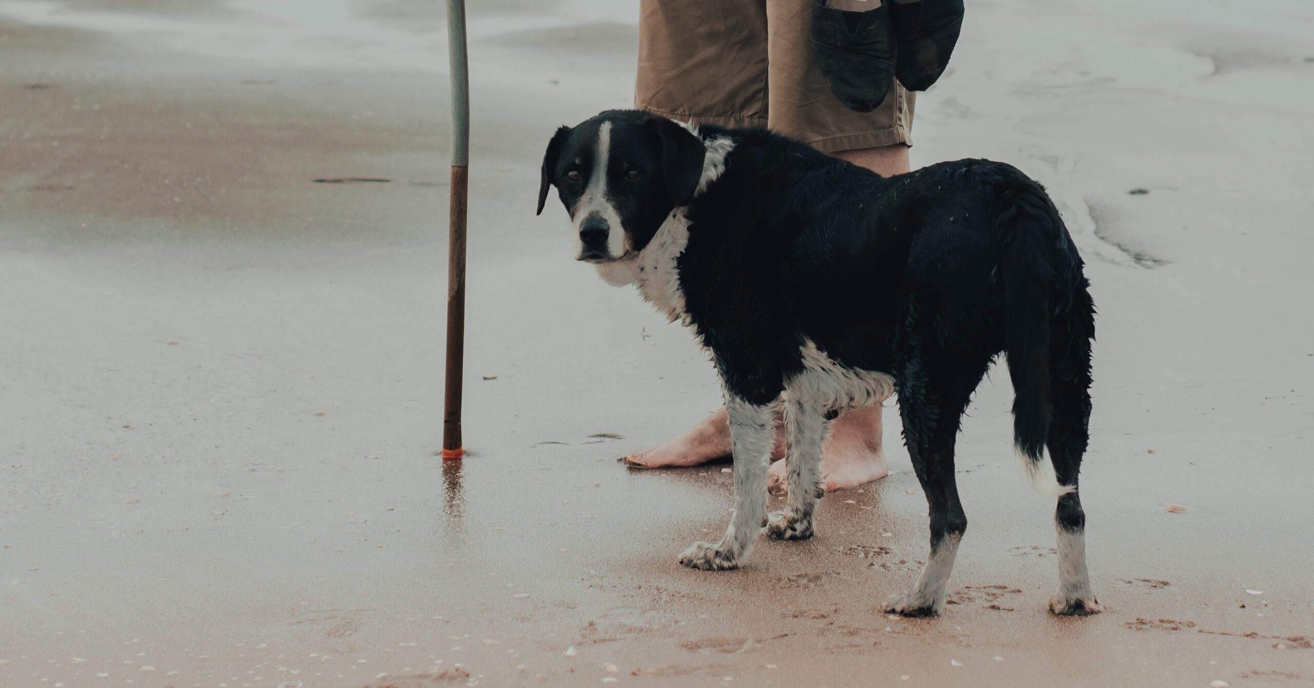 Zorg voor jouw wijze metgezel: tips voor het verzorgen van senior huisdieren