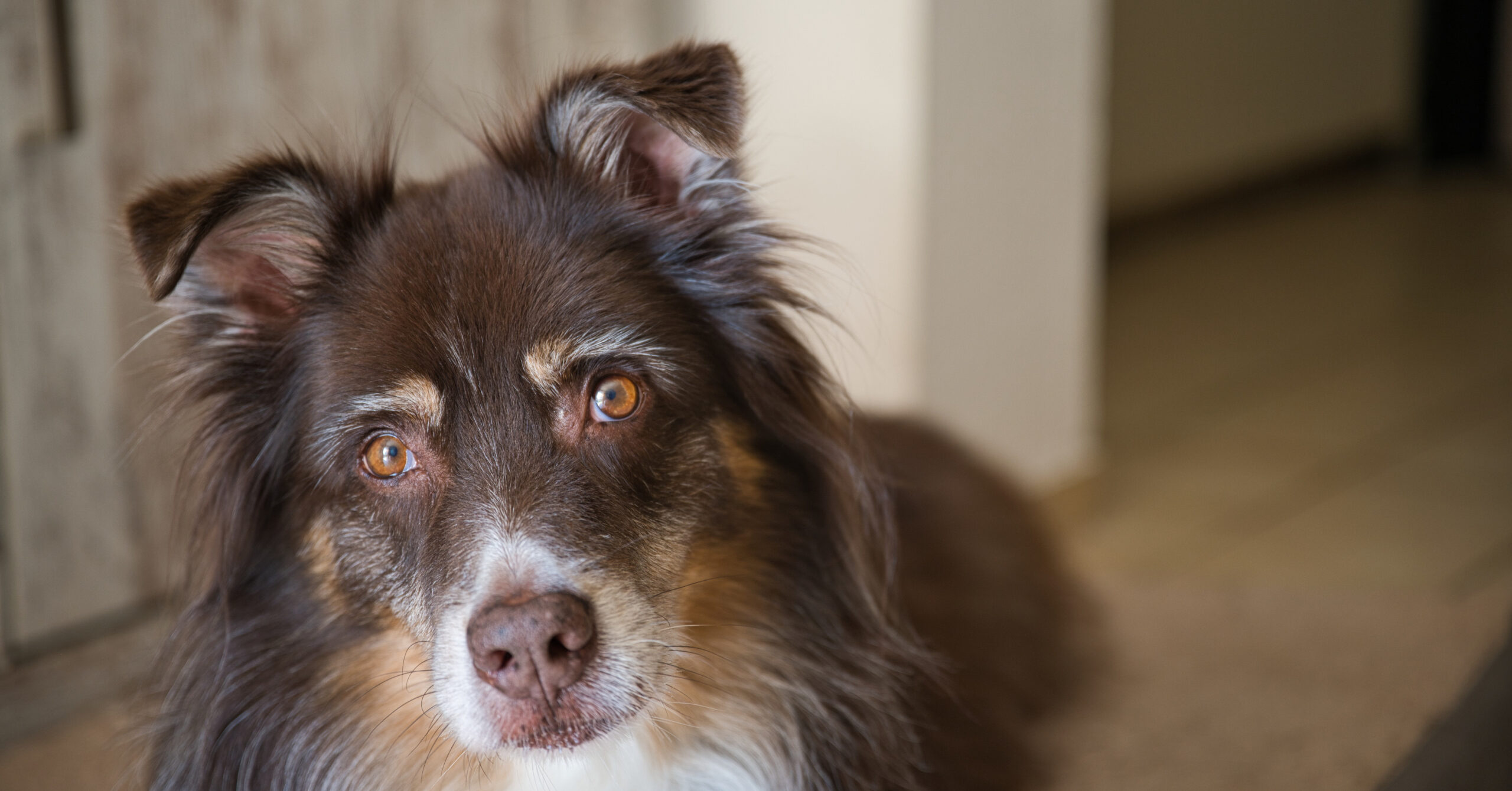 Wat is het karakter van een Australische Herder?