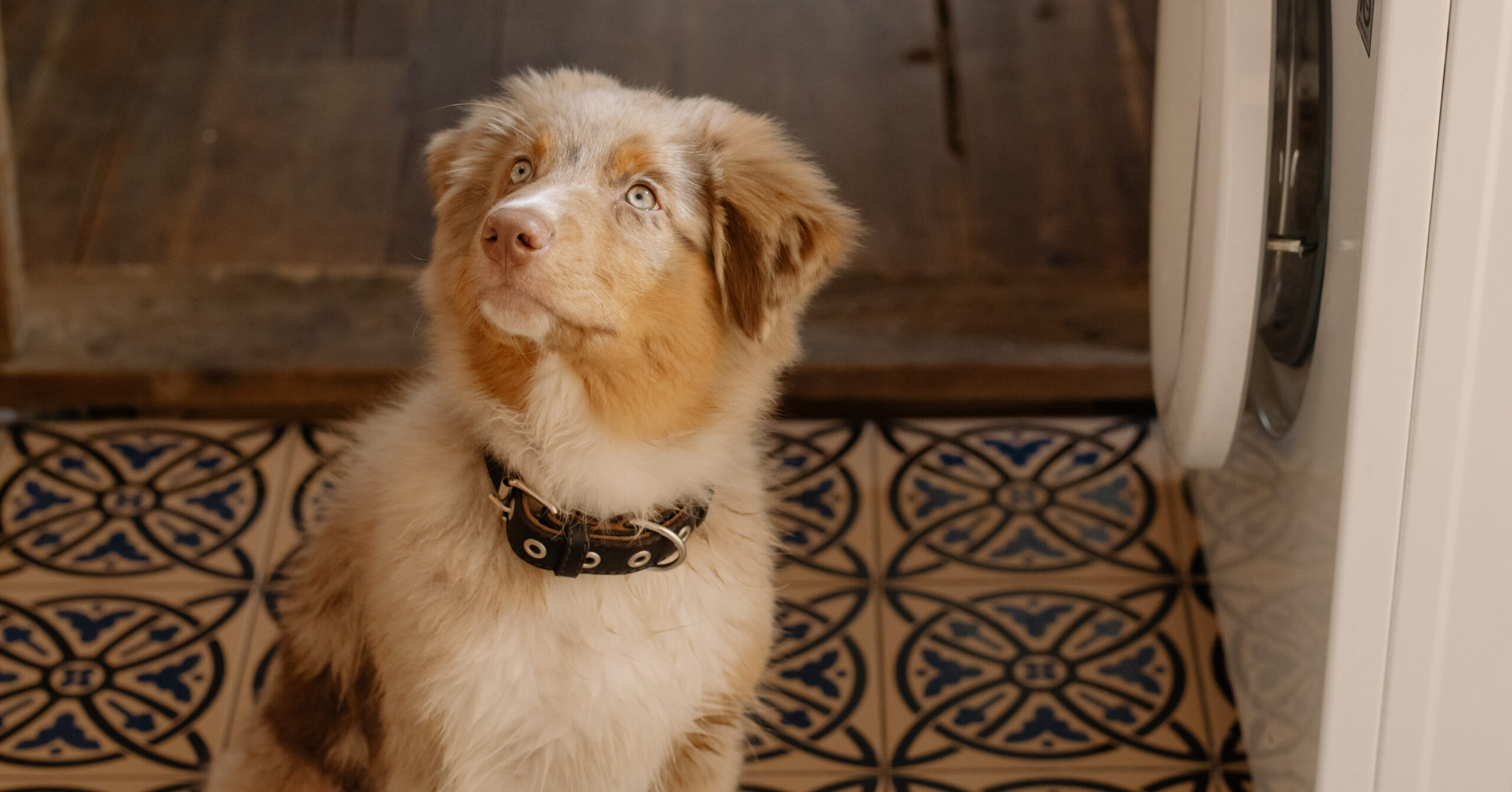 Wat zijn de kenmerken van een Australische Herder?