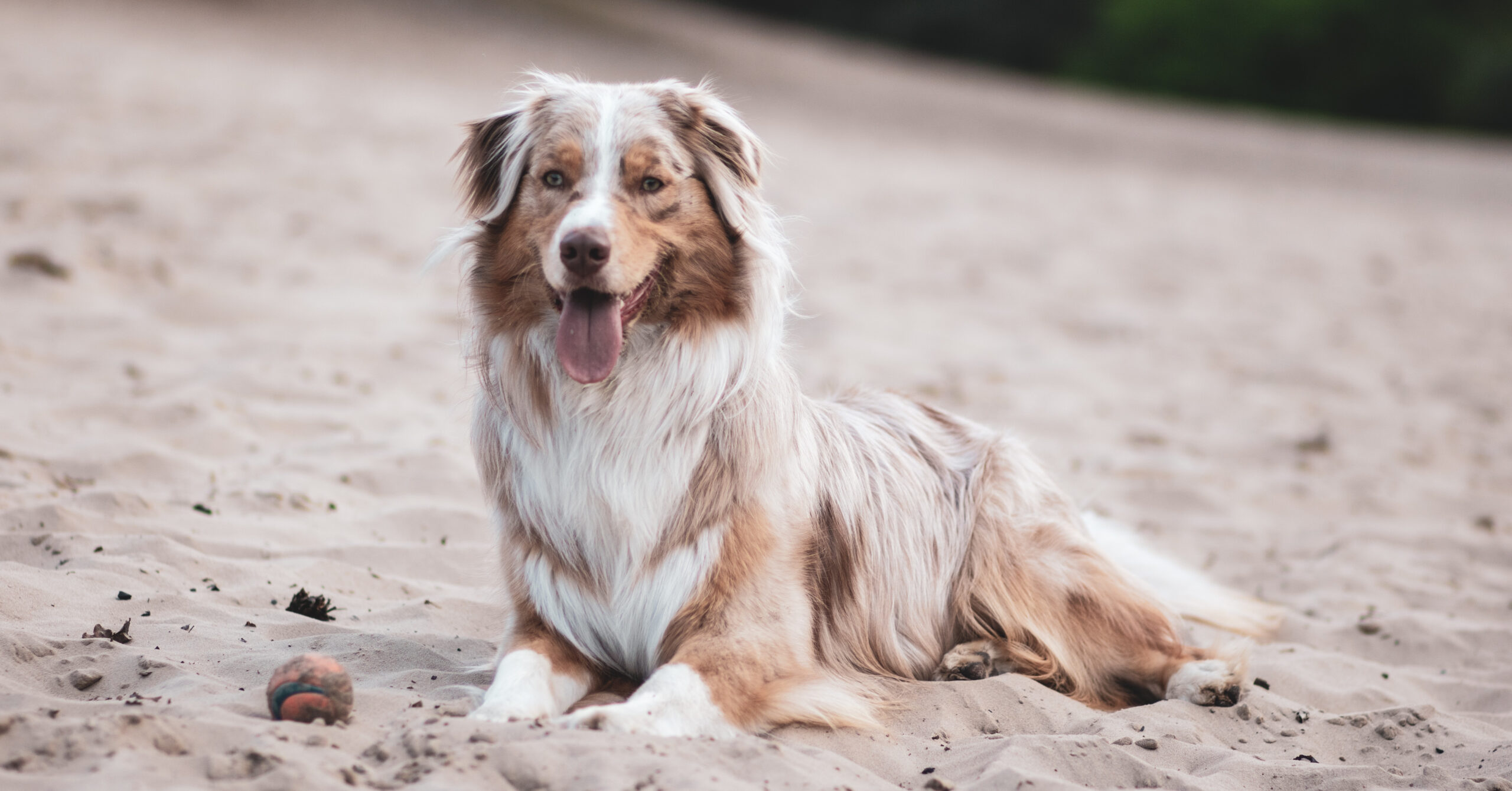 Wat is de prijs van een Australische Herder?