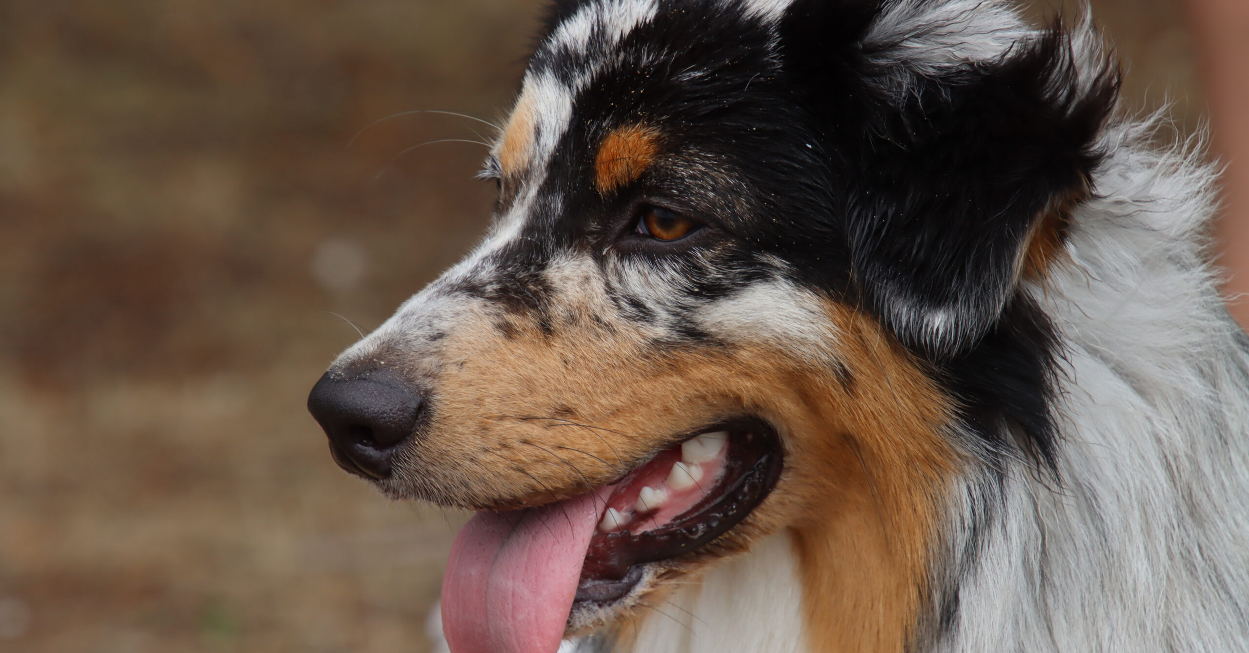 Verzorging van een Australische Herder, waar moet je op letten?