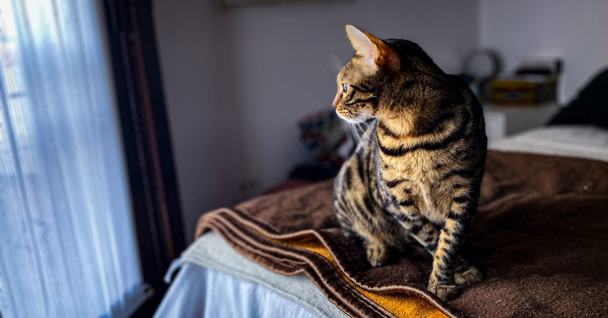 Wat zijn de kenmerken van een Bengaal?