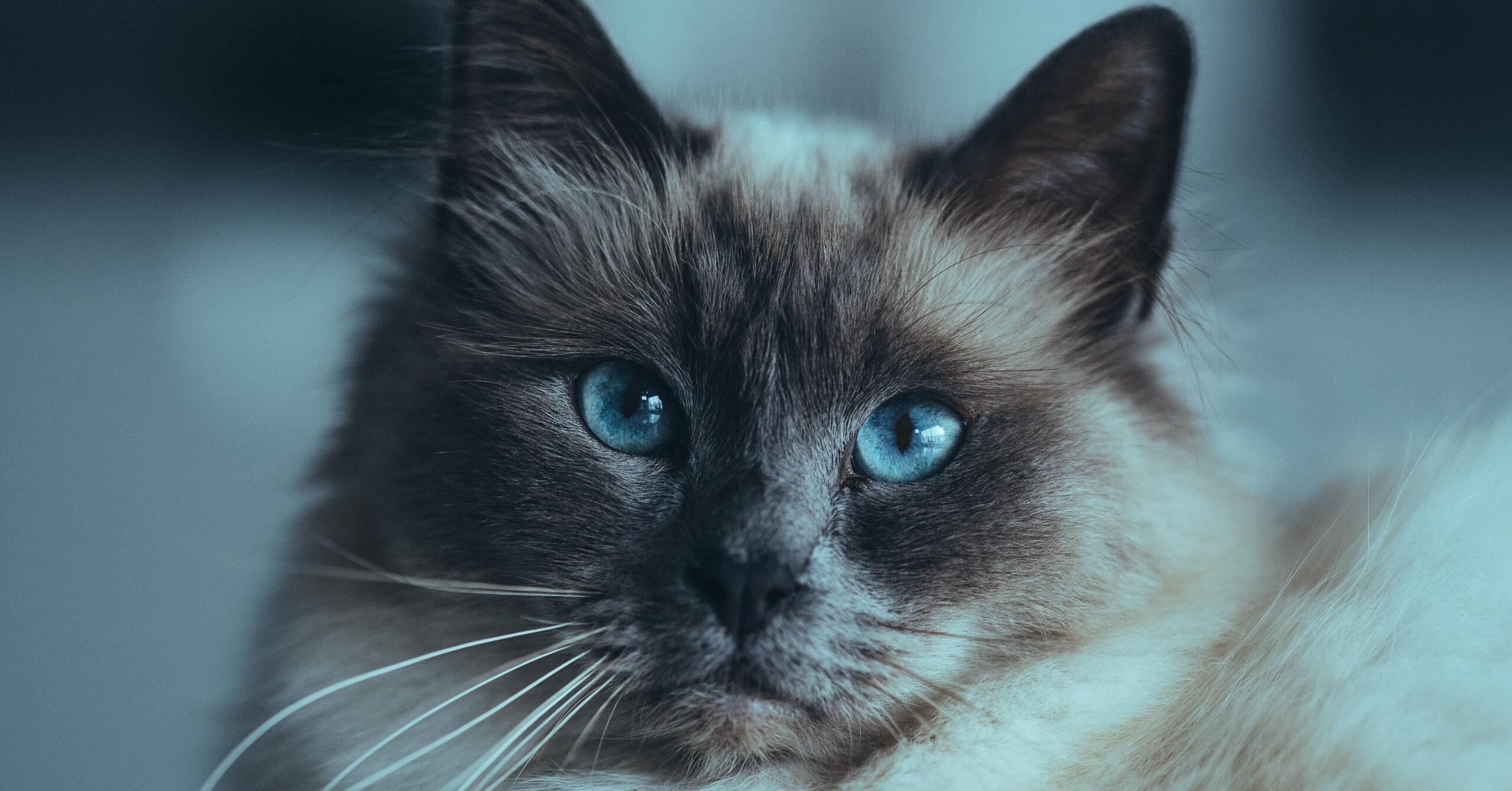 Wat is het karakter van een Heilige Birmaan?