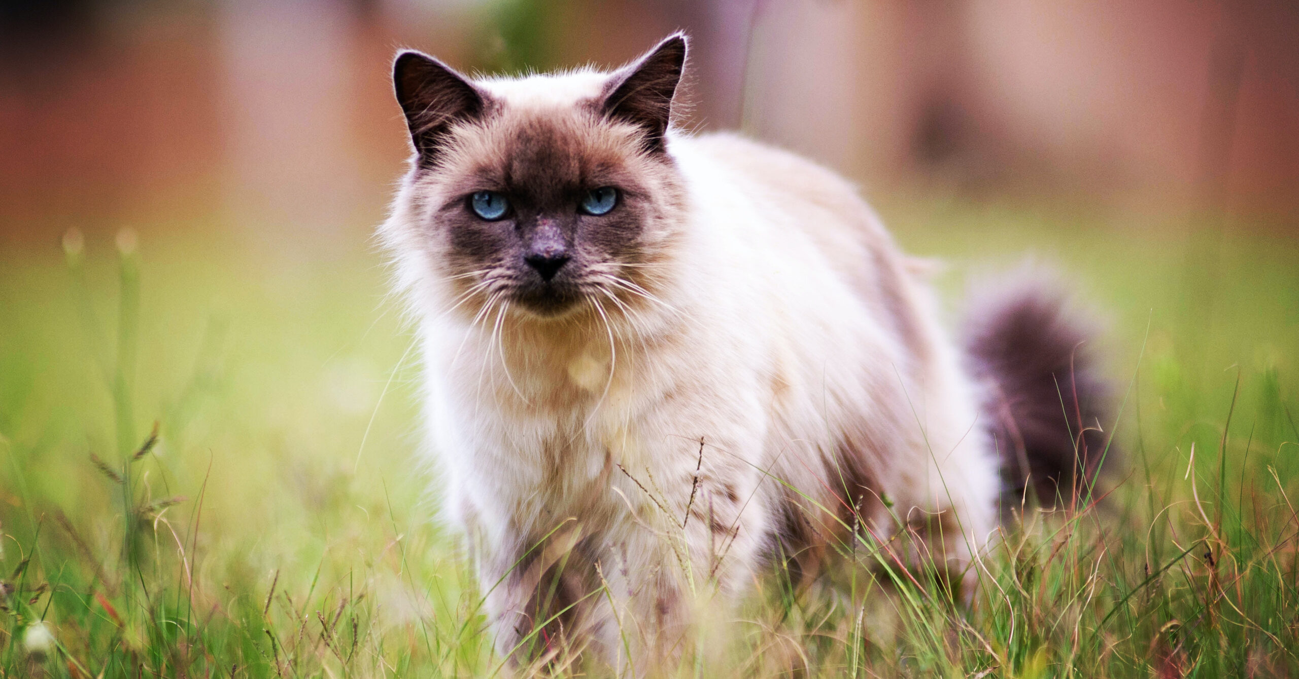 Wat zijn de kenmerken van een Birmaan kat?