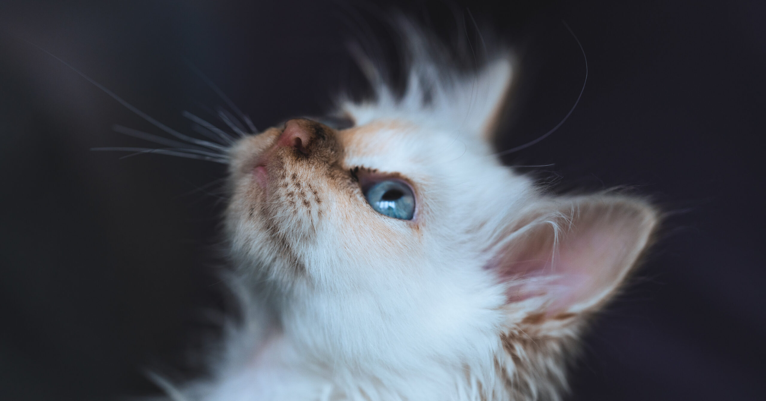 Wat is de prijs van een Birmaan?