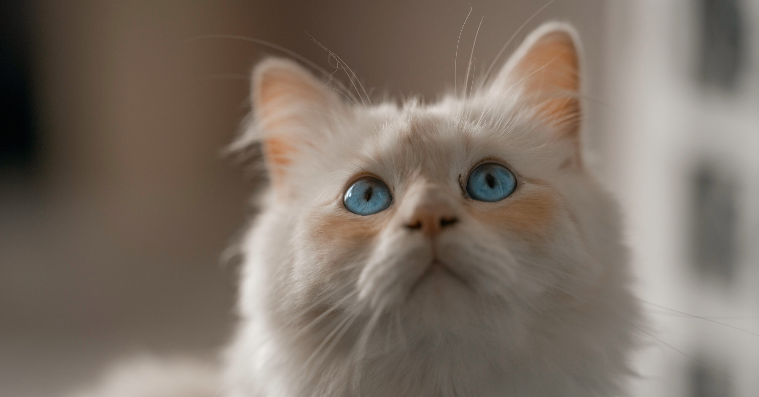 Verzorging van een Heilige Birmaan, waar moet je opletten?