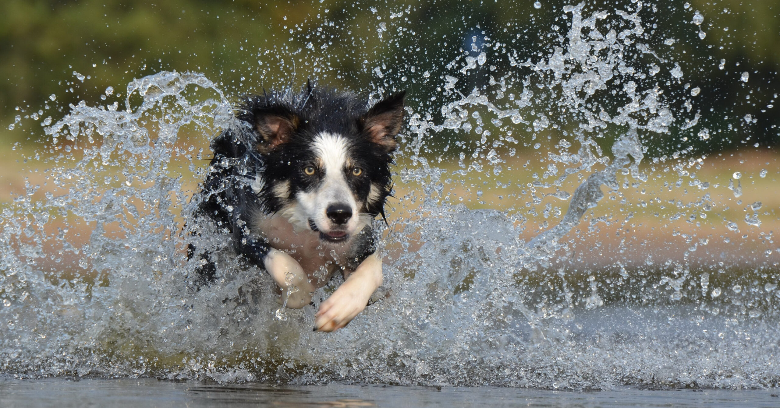 Wat is het karakter van een Border Collie?
