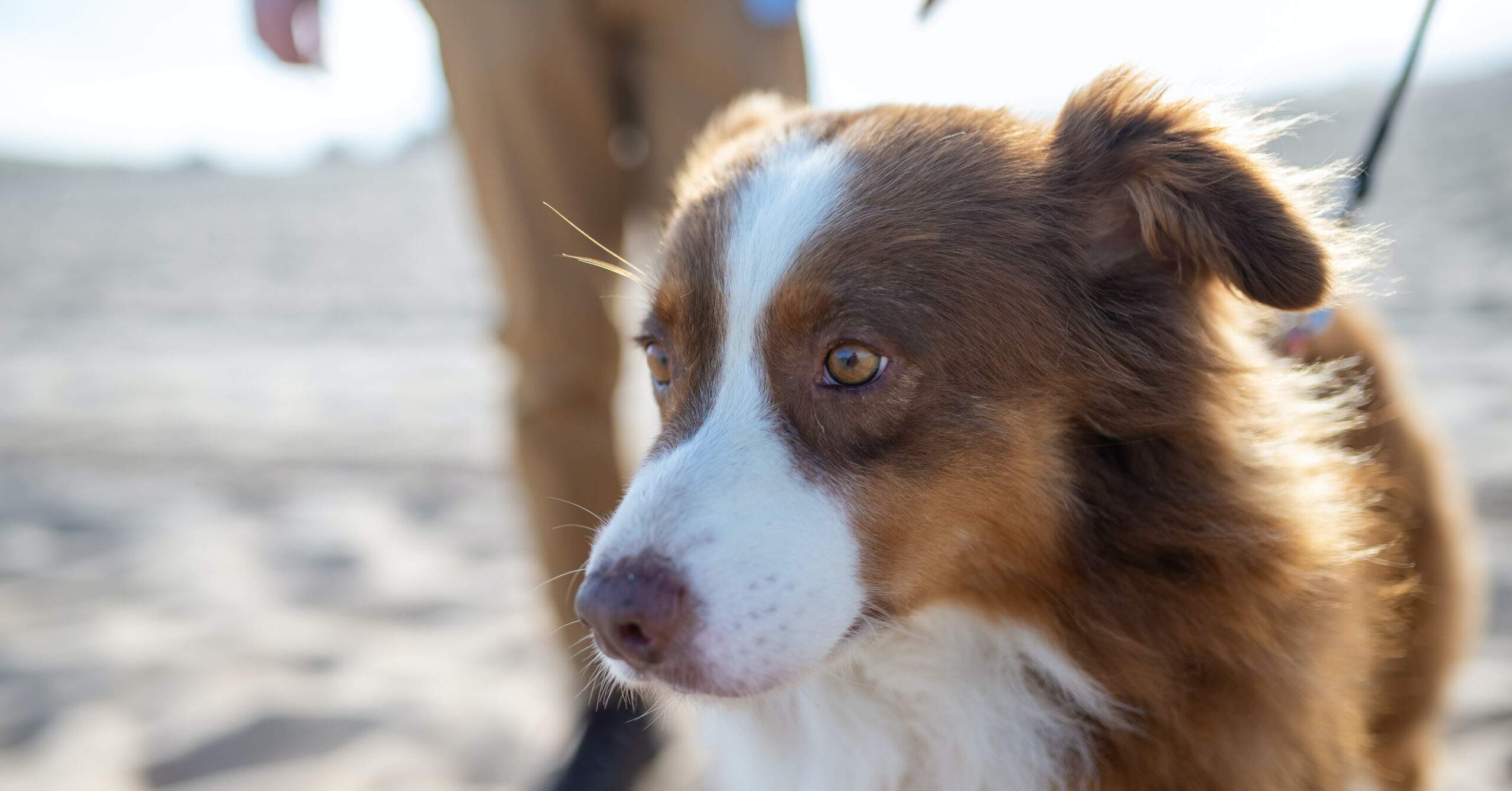Wat zijn de kenmerken van een Border Collie?