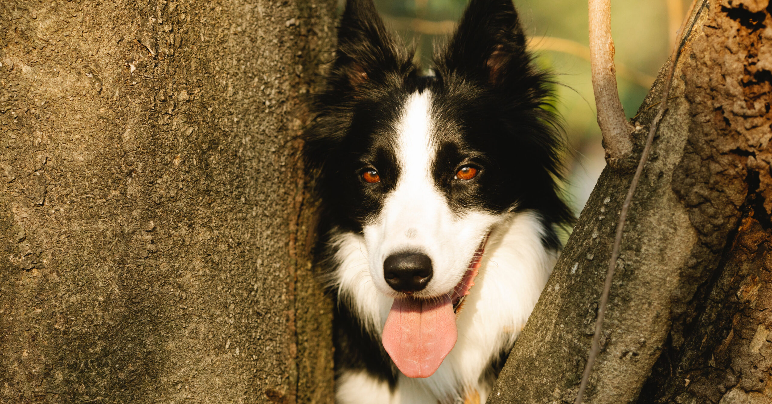 Wat is de prijs van een Border Collie?
