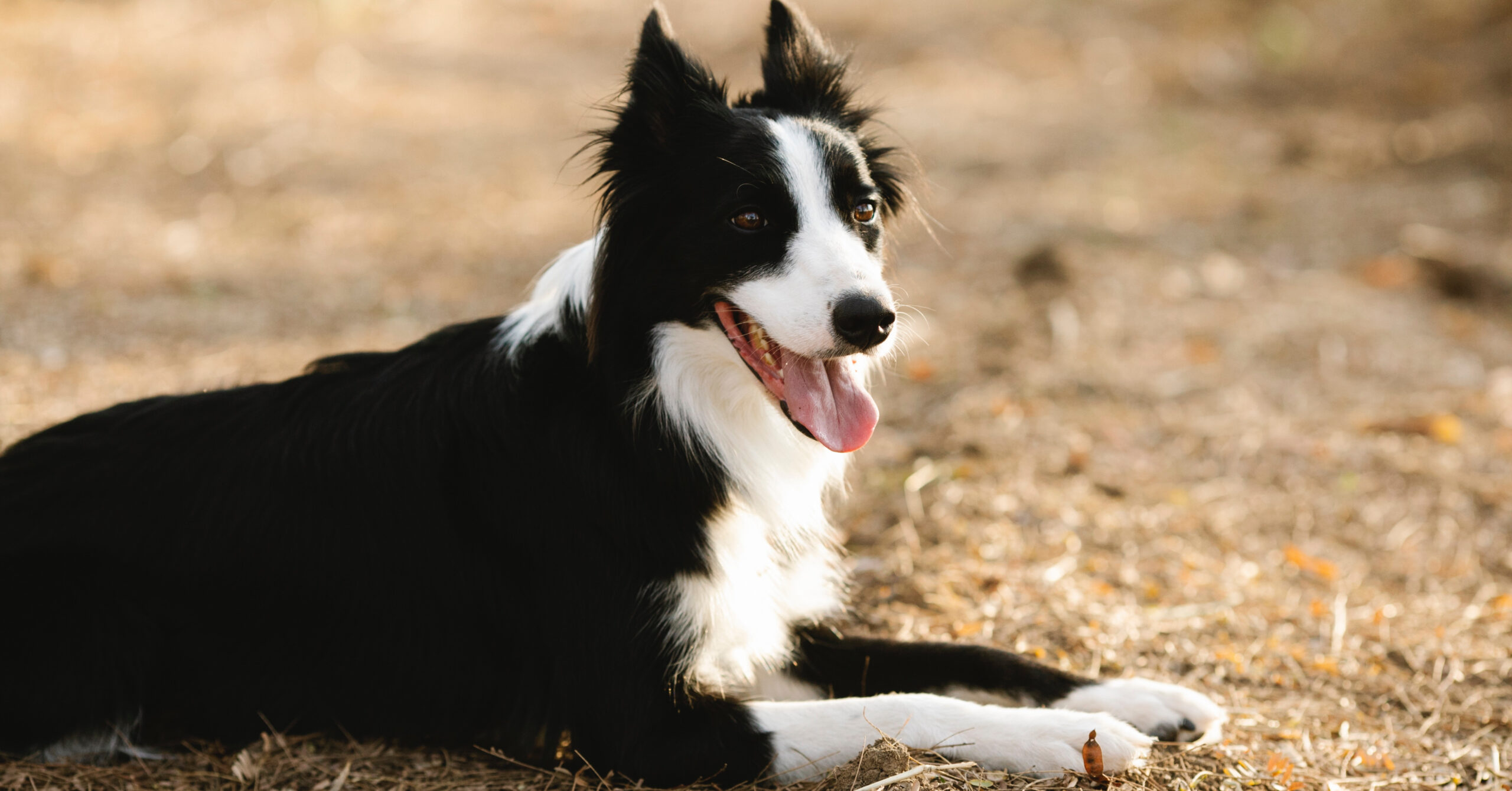 Verzorging van een Border Collie, waar moet je opletten?