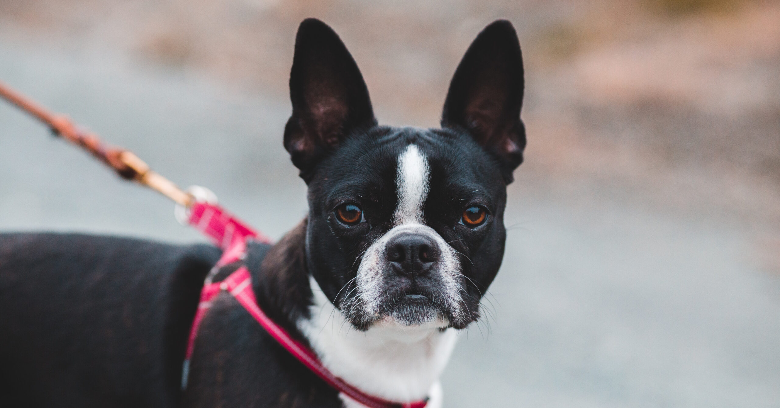 Wat is het karakter van een Boston Terriër?