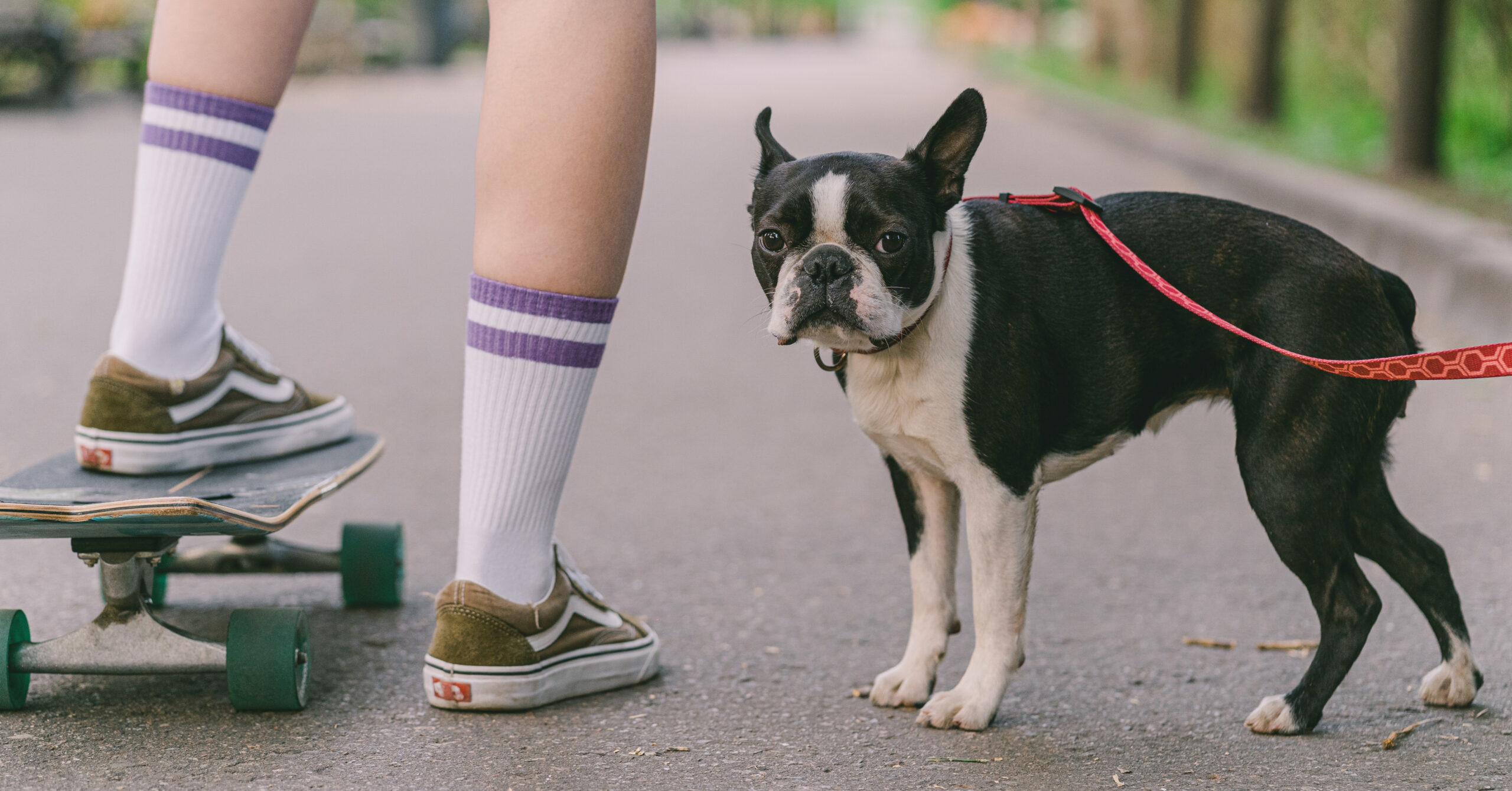 Hoe duur is een Boston Terriër?
