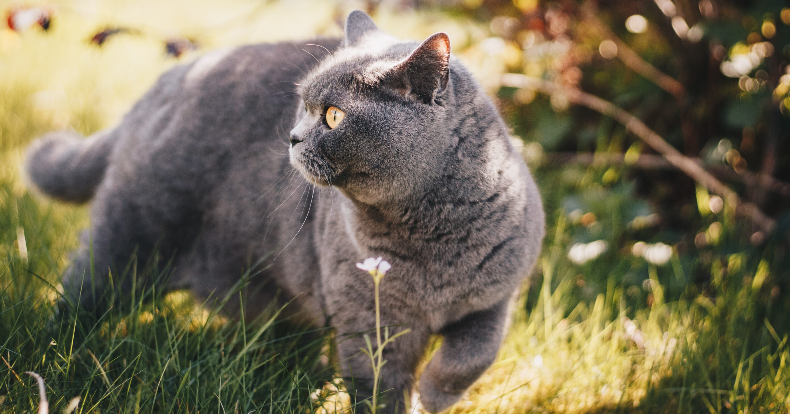 Wat is het karakter van een Britse Korthaar?