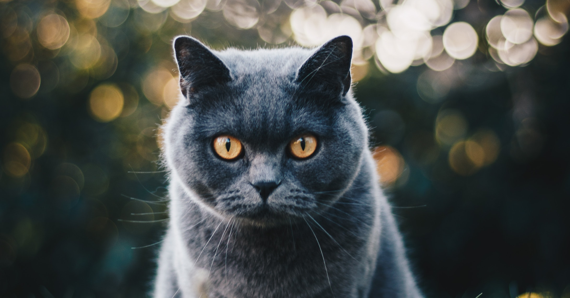 Wat zijn de kenmerken van een Britse Korthaar?