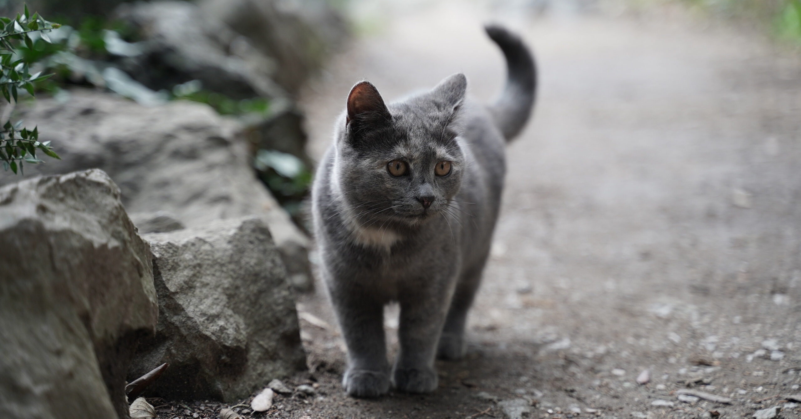 Wat is de prijs van een Britse Korthaar?