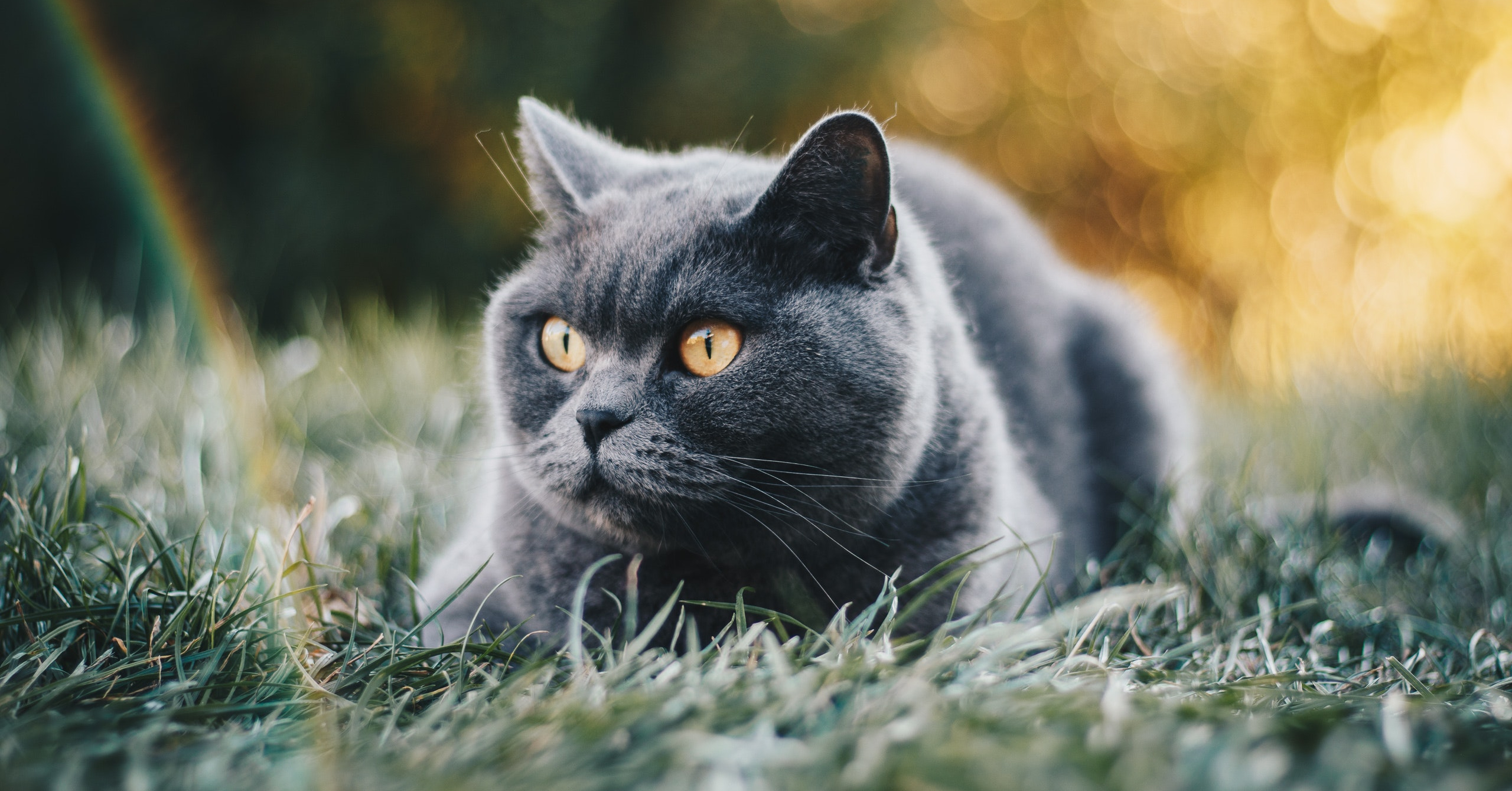 Verzorging van een Britse Korthaar, waar moet je opletten?