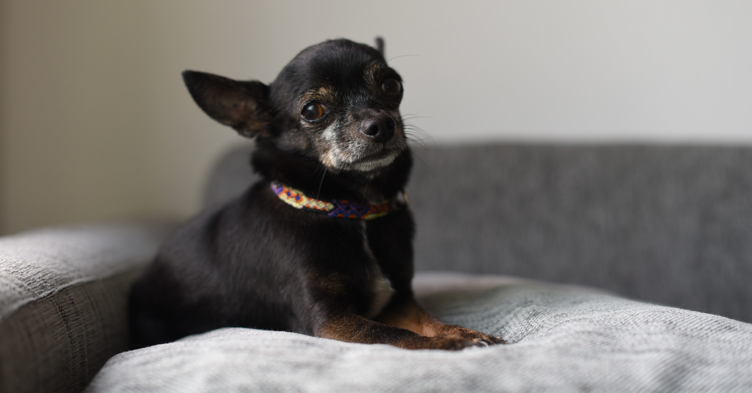 Verzorging van een Chihuahua, waar moet je op letten?