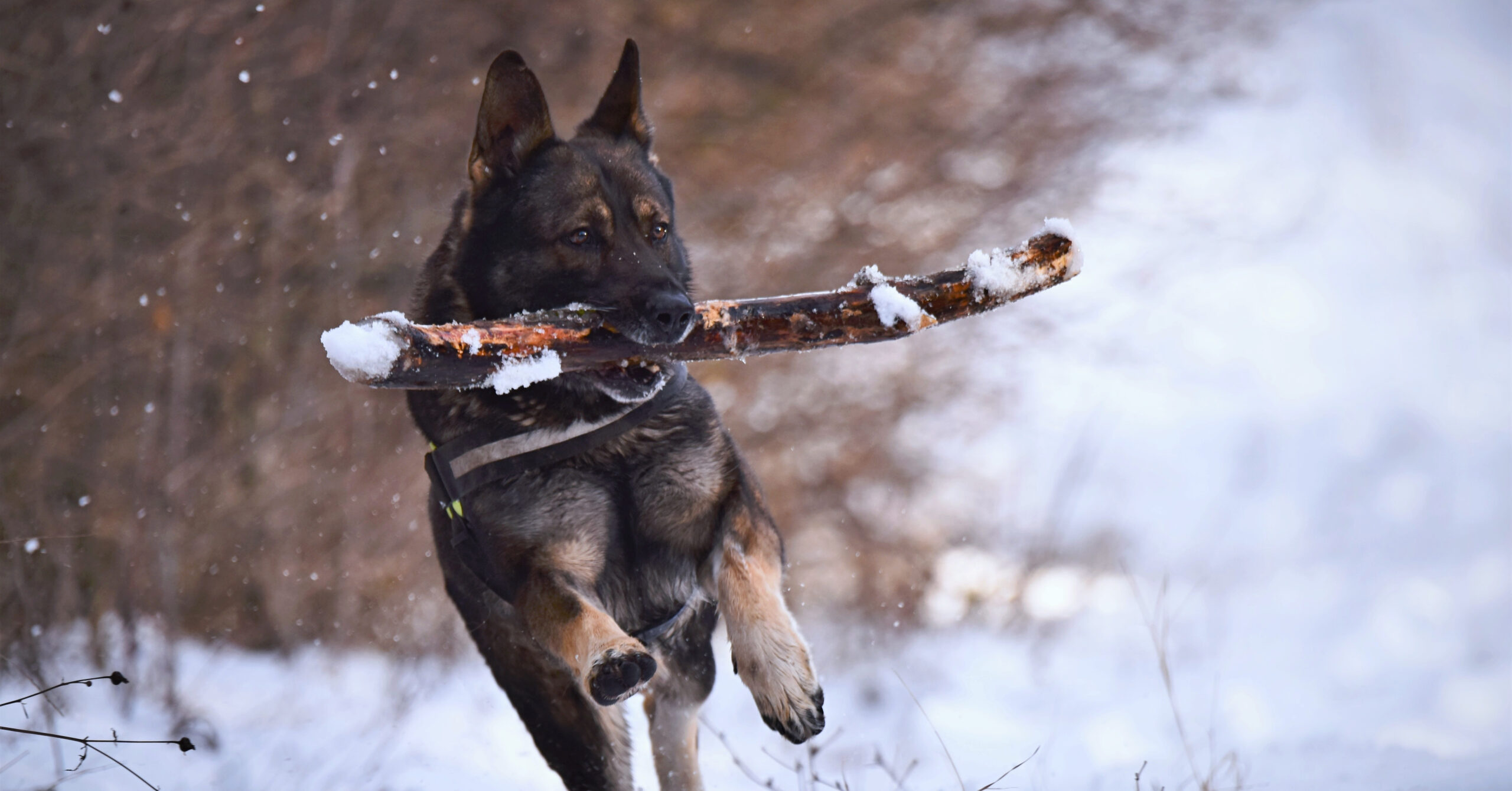 Wat is het karakter van een Duitse Herder?
