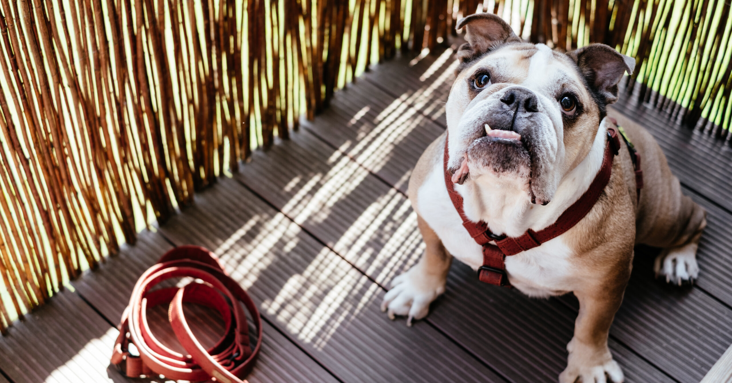 Wat zijn de kenmerken van een Engelse Bulldog