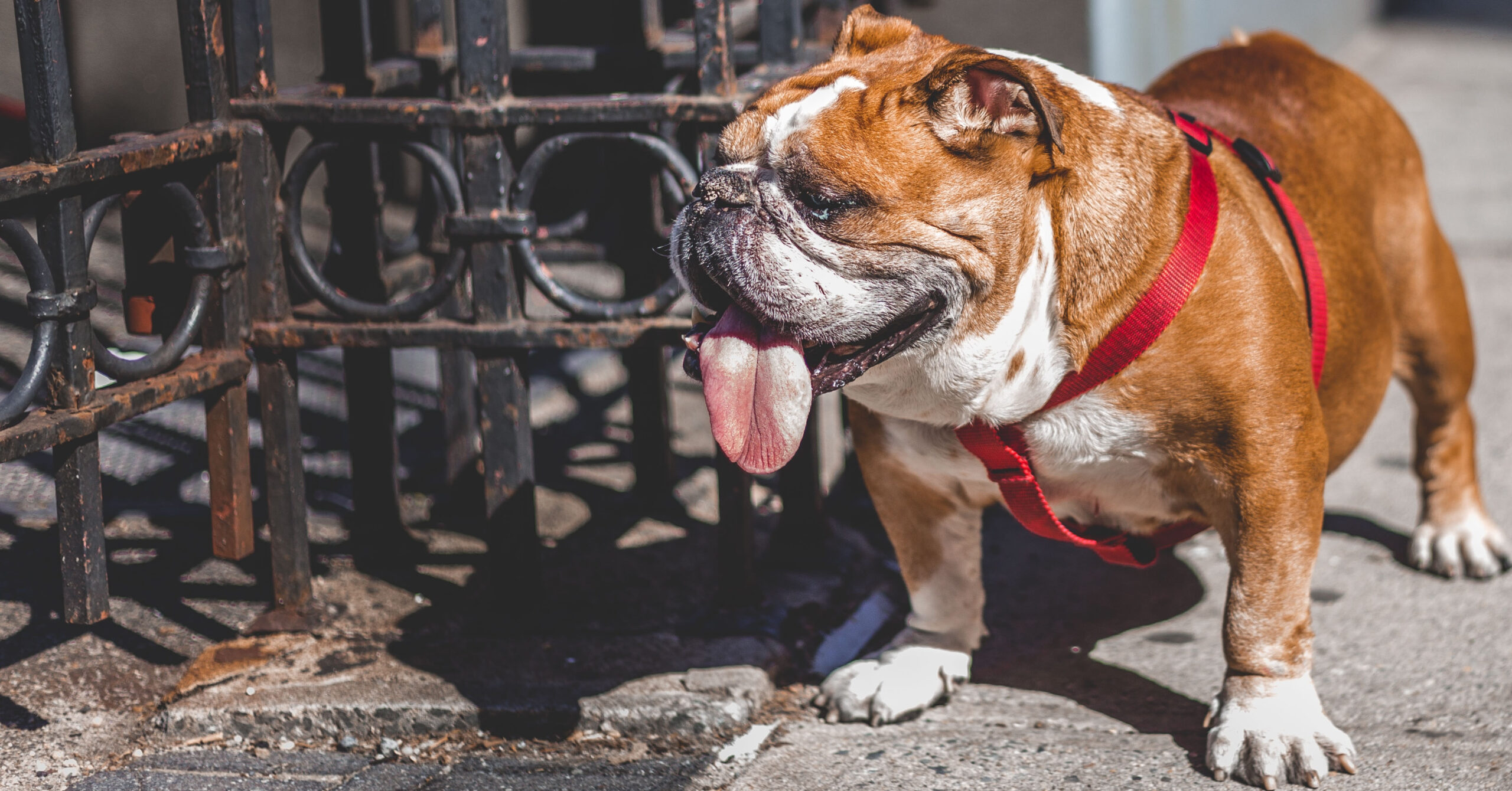 Wat is de prijs van een Engelse Bulldog?