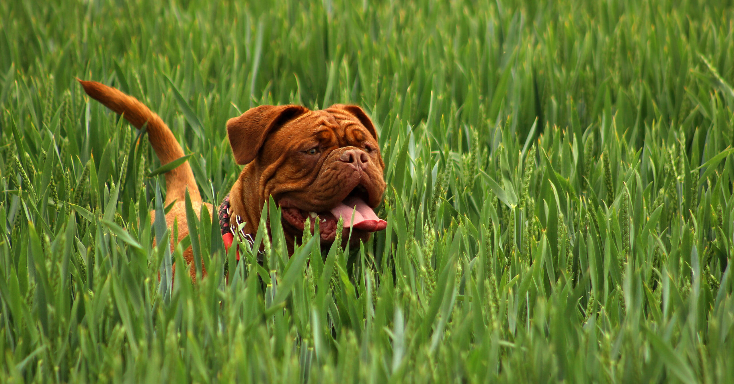Verzorging van een Engelse Bulldog, waar moet je op letten?