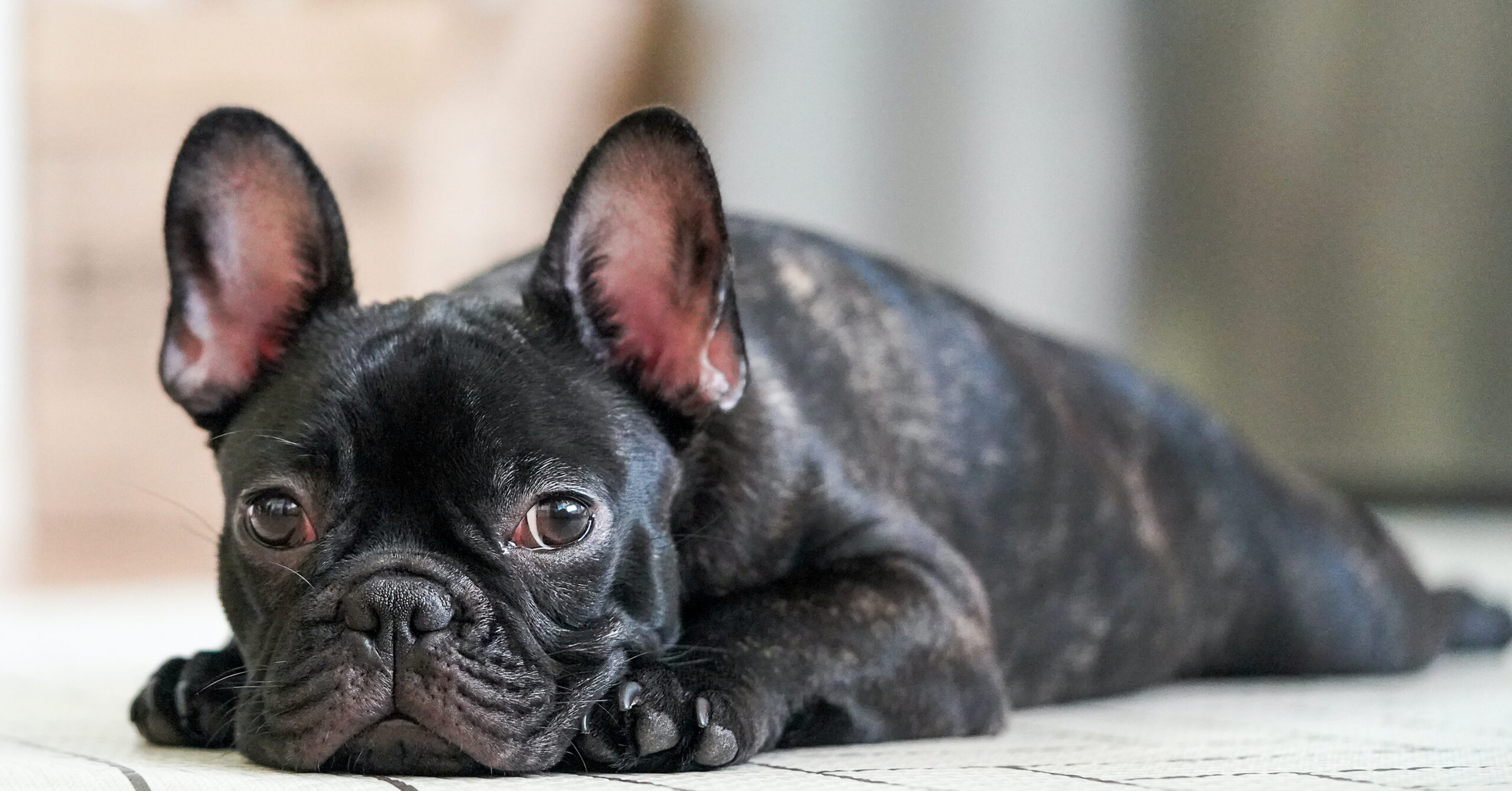 Wat is het karakter van een Franse Bulldog?