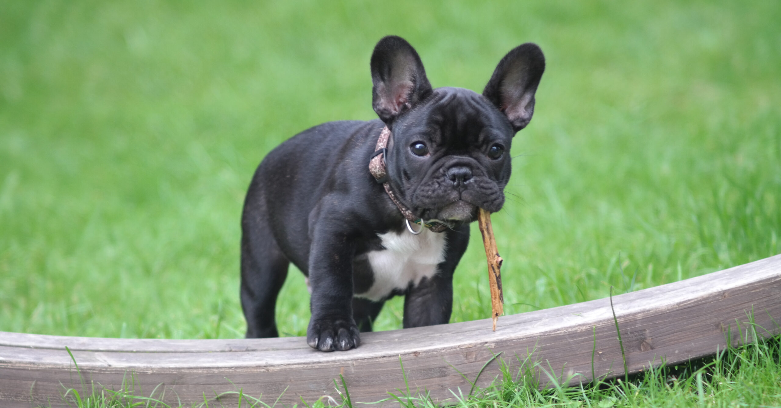 Wat is de prijs van een Franse Bulldog?