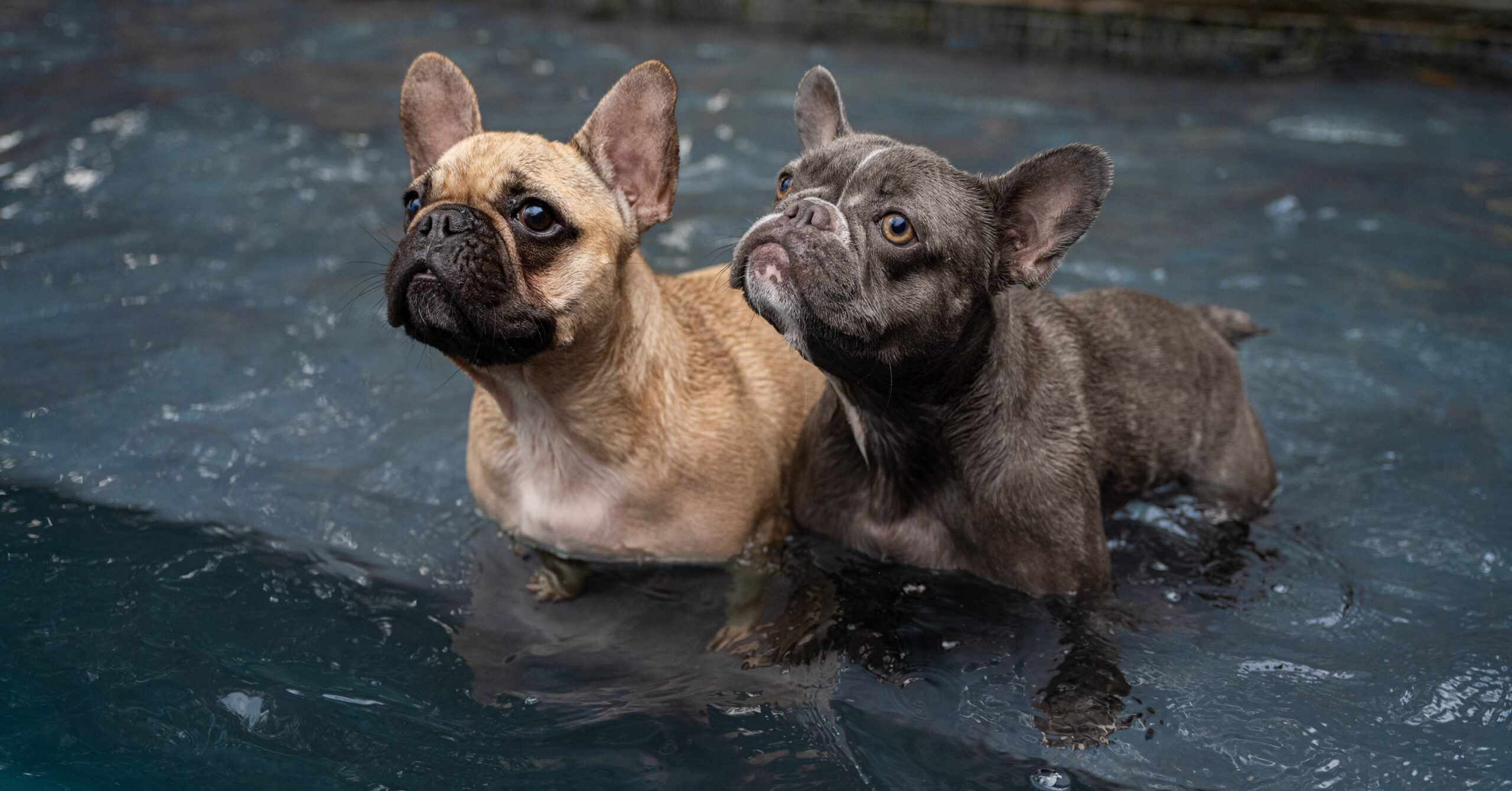 Verzorging van een Franse Bulldog, waar moet je op letten?
