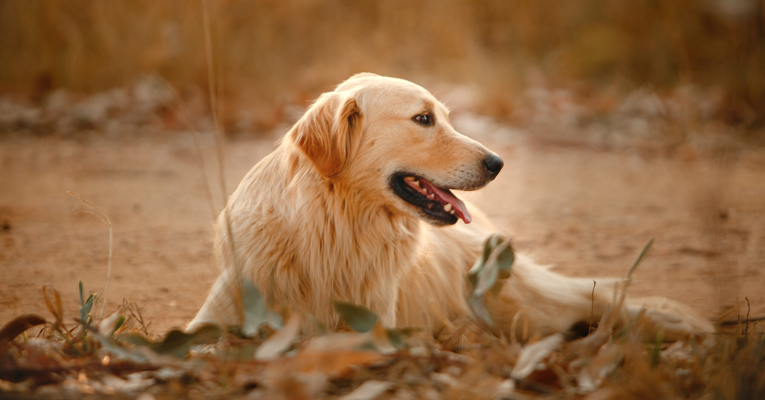 Wat is het karakter van een Golden Retriever?