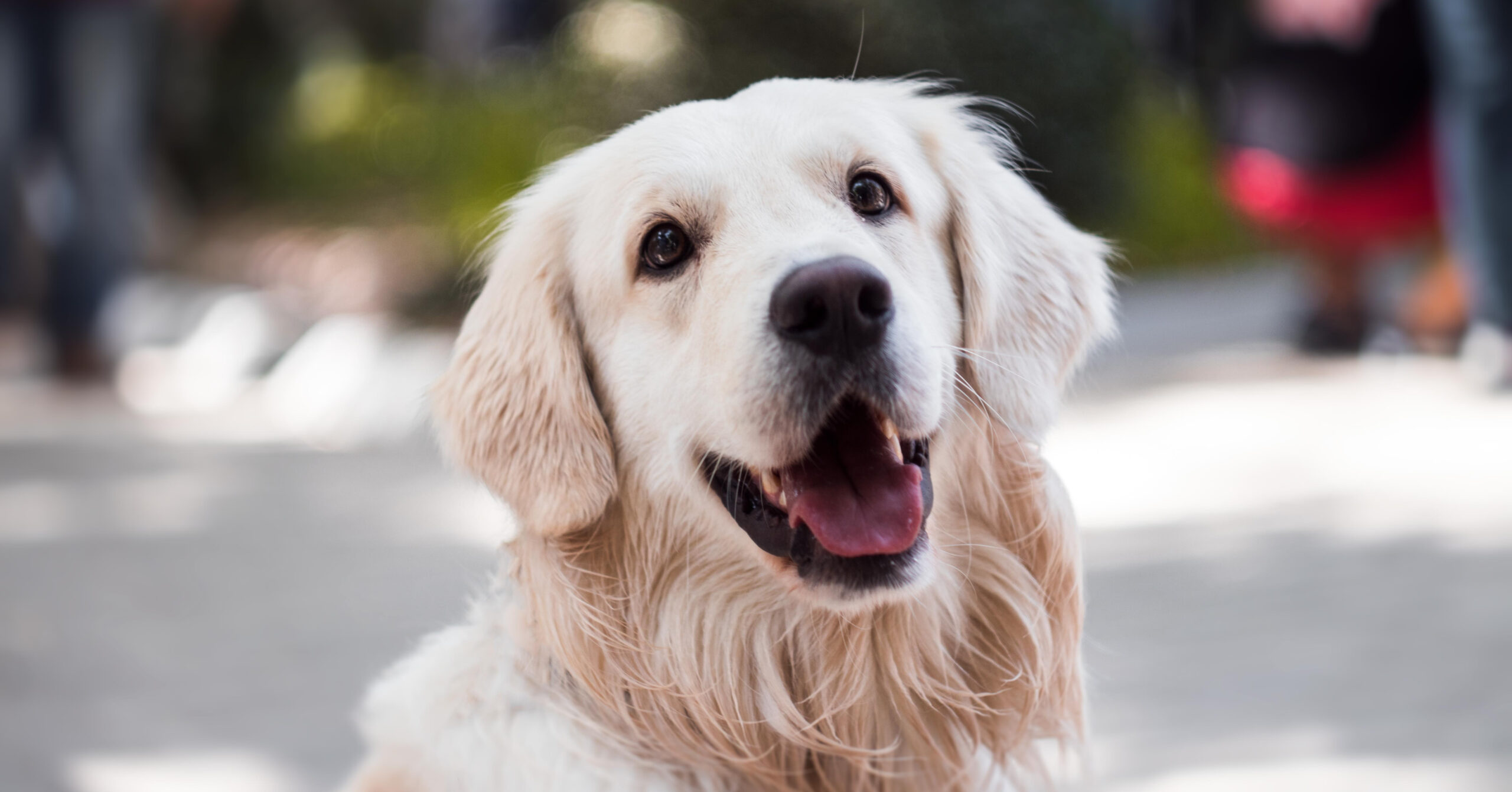 Wat is de prijs van een Golden Retriever?