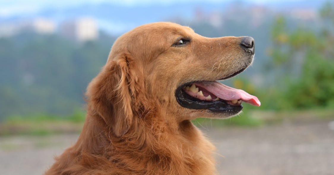 Verzorging van een Golden Retriever, waar moet je opletten?
