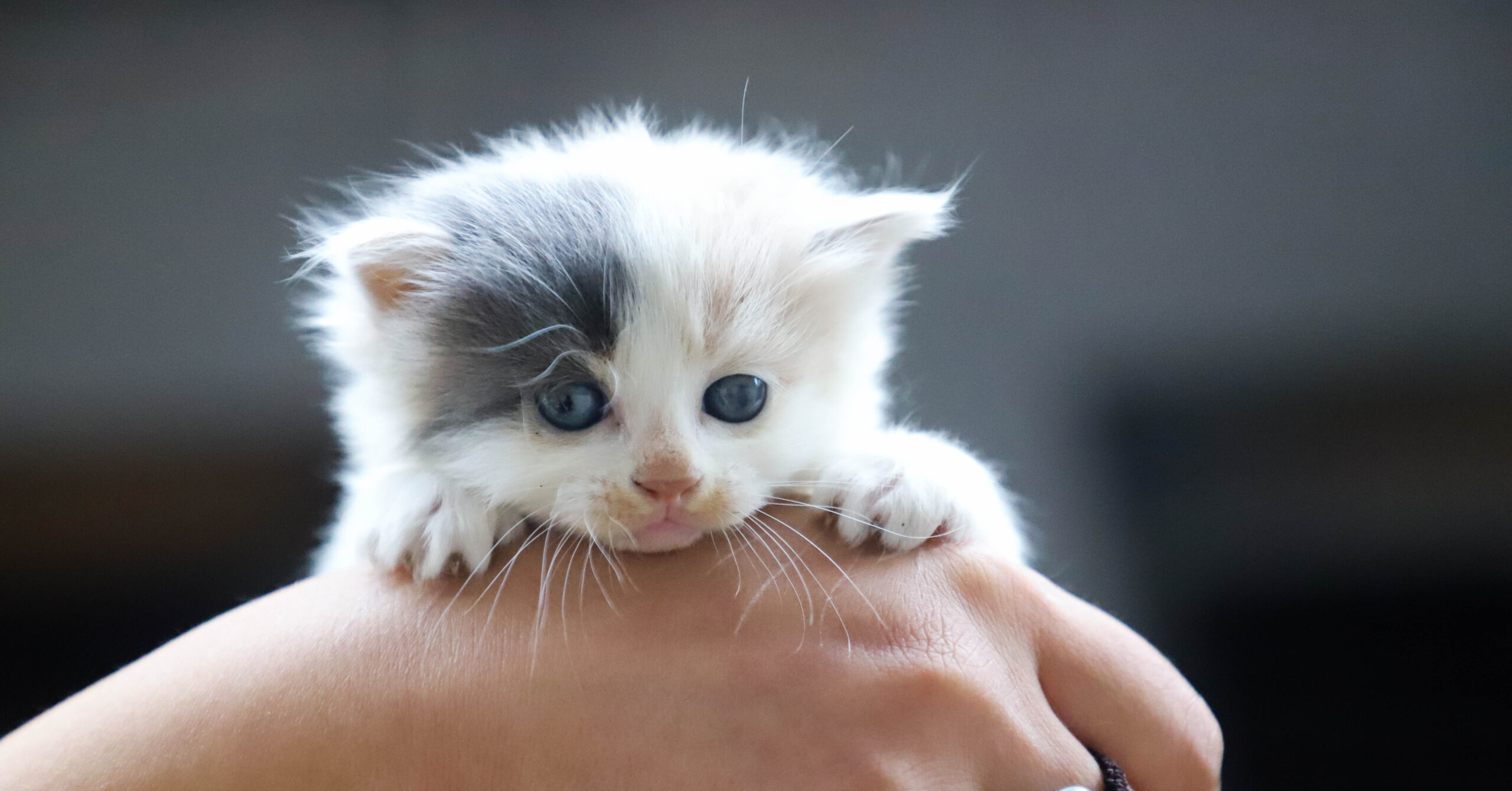 Aanschaf van een huisdier