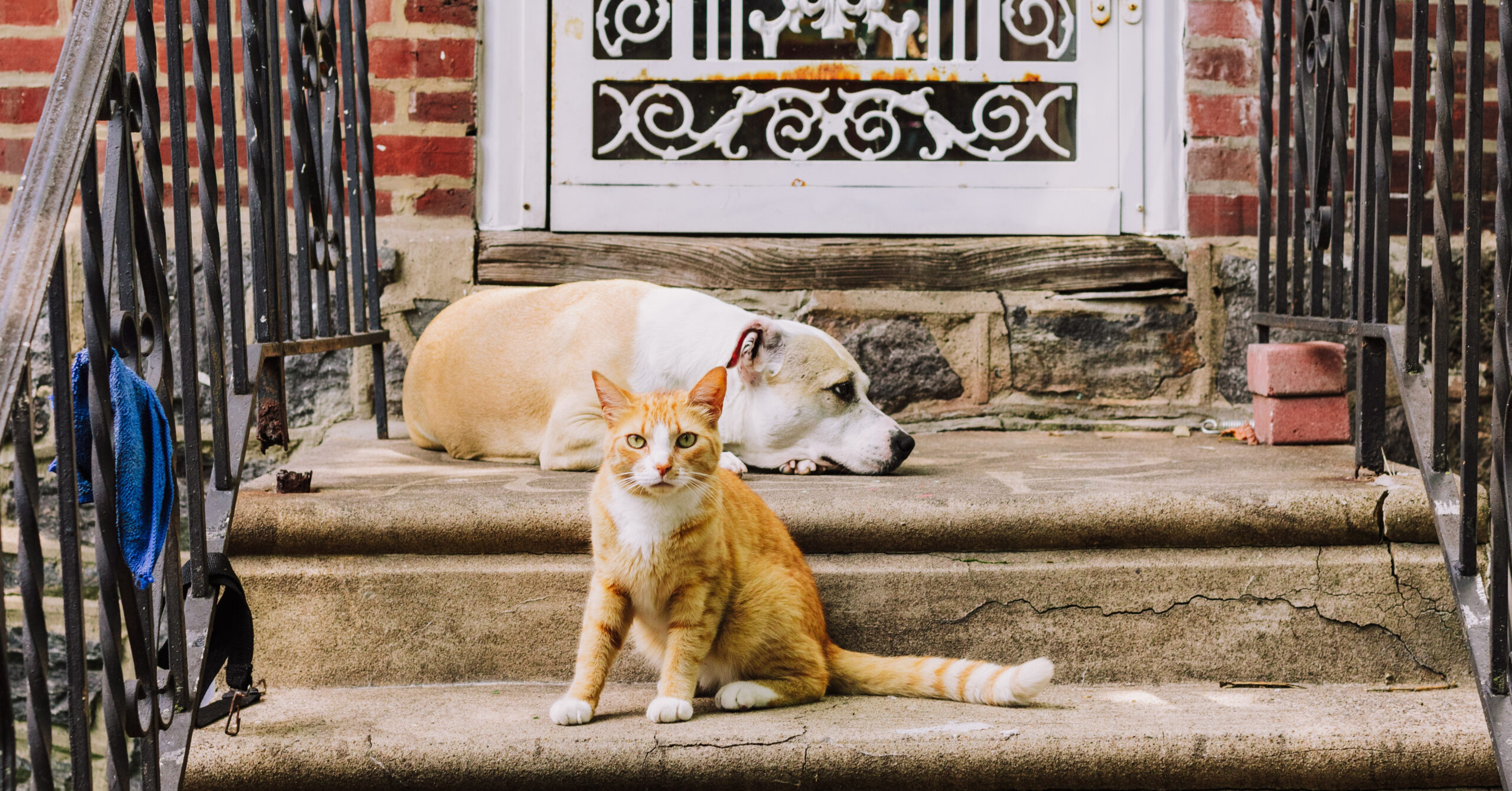 Kiezen van een huisdier