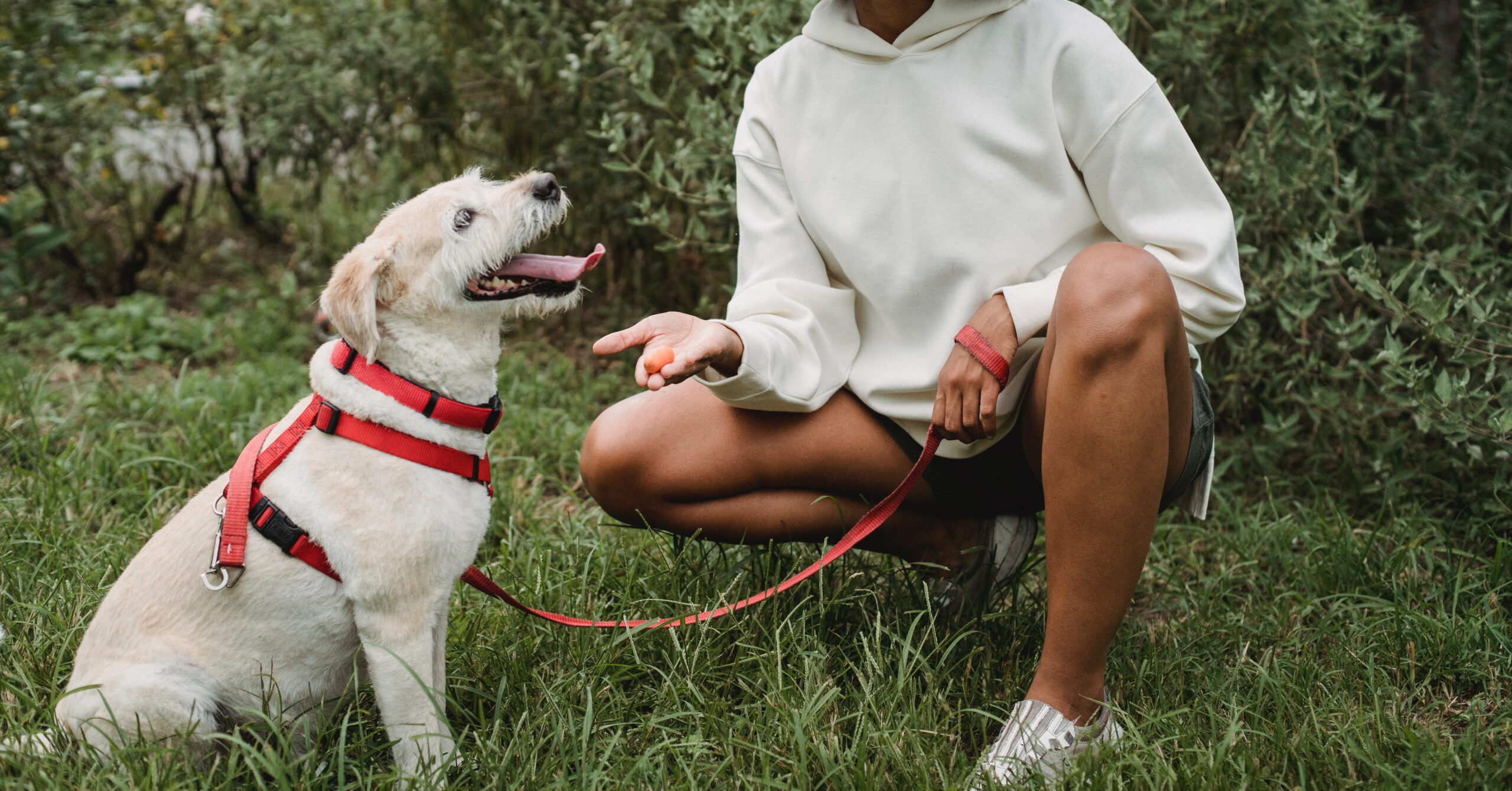 Trainen van een huisdier
