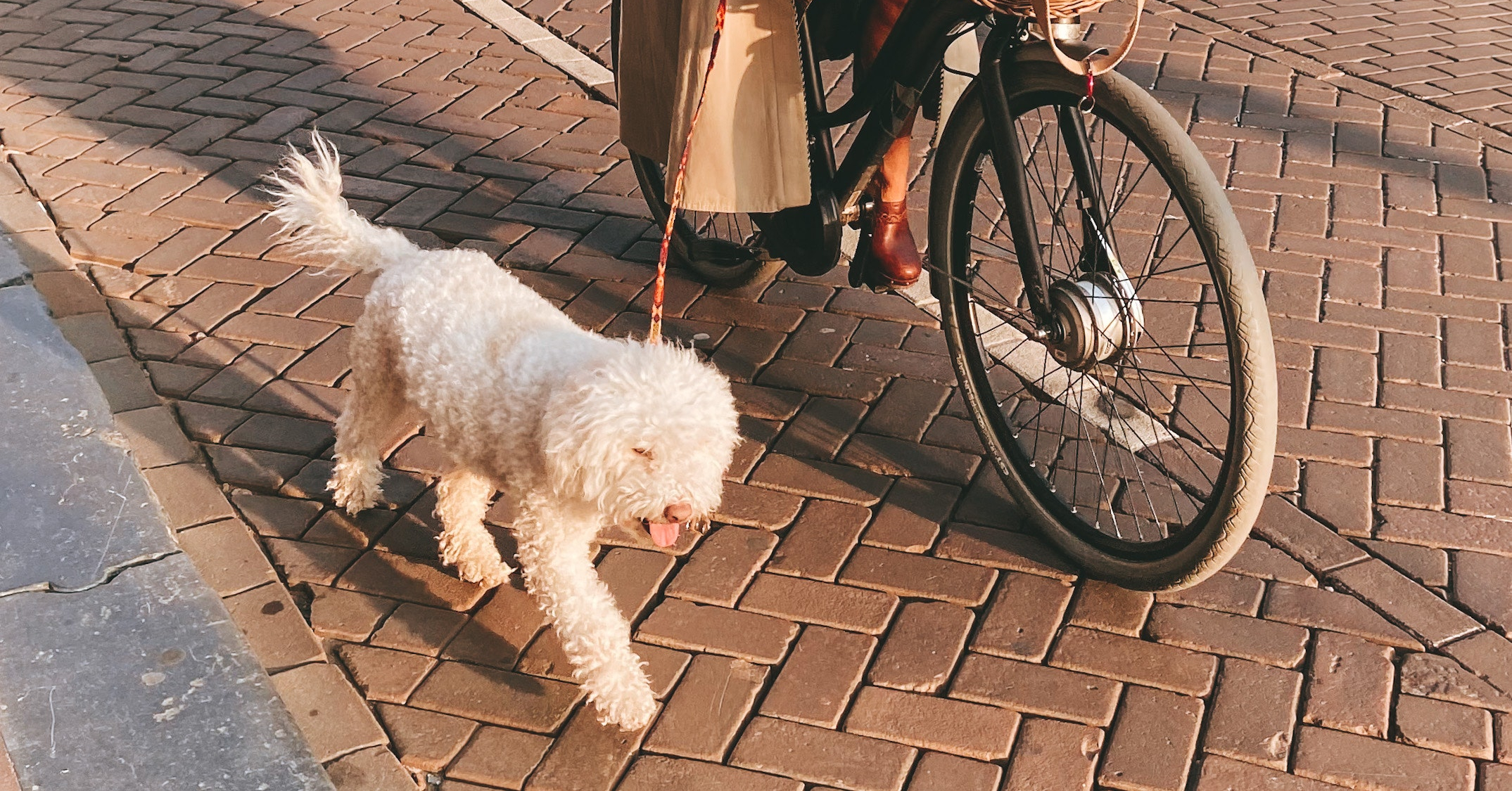 Hoe je huisdieren kunt betrekken bij sportieve activiteiten zoals joggen en fietsen