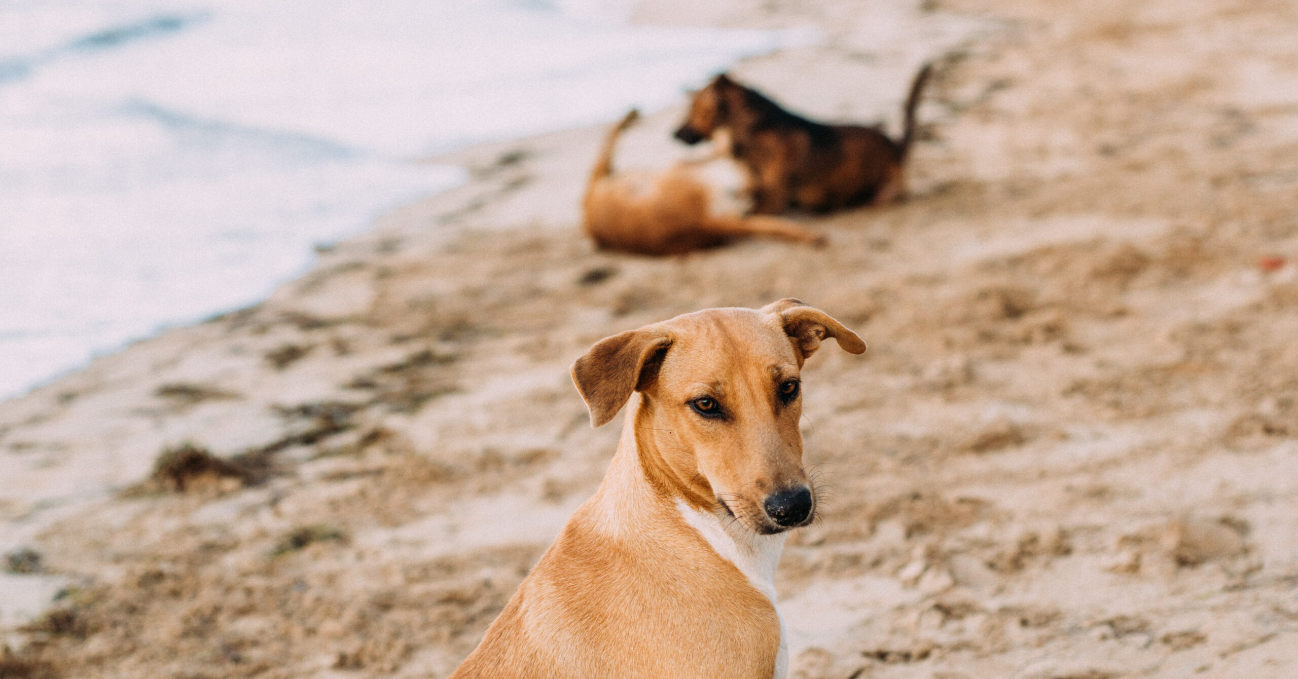 De beste manieren om huisdieren te beschermen tegen zomerse hitte