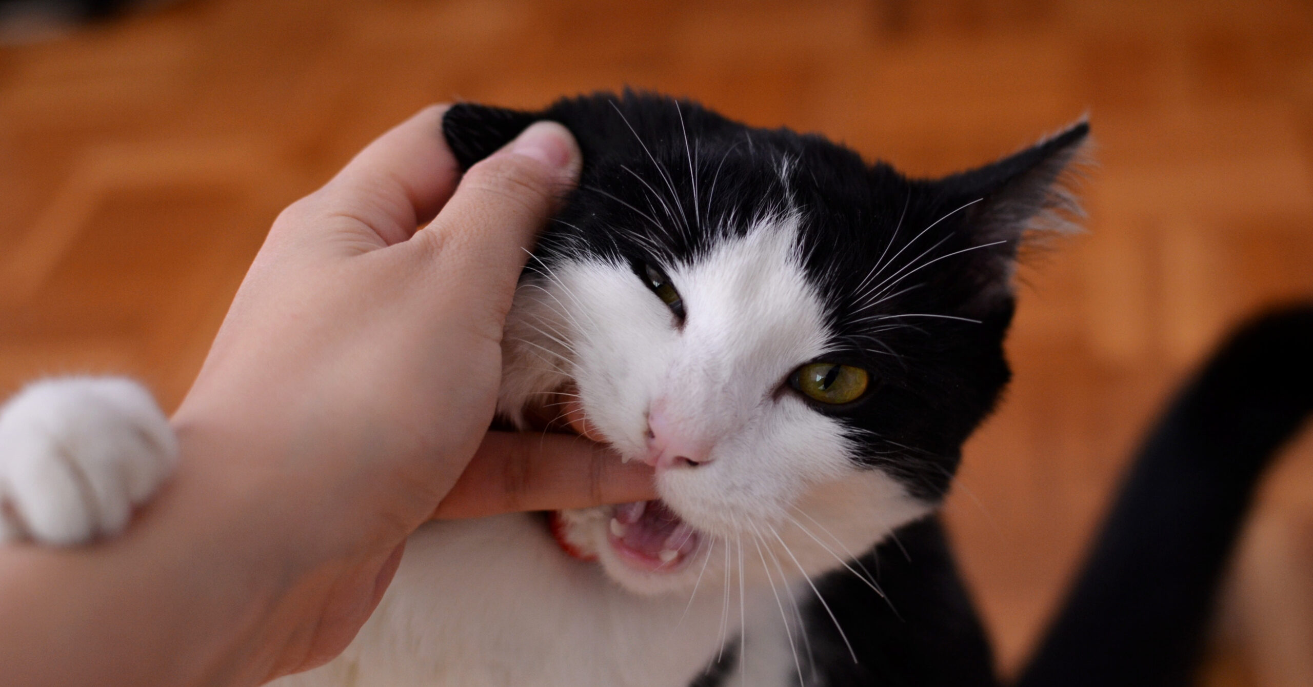 Hoe je jouw huisdier kunt helpen omgaan met angst en stress