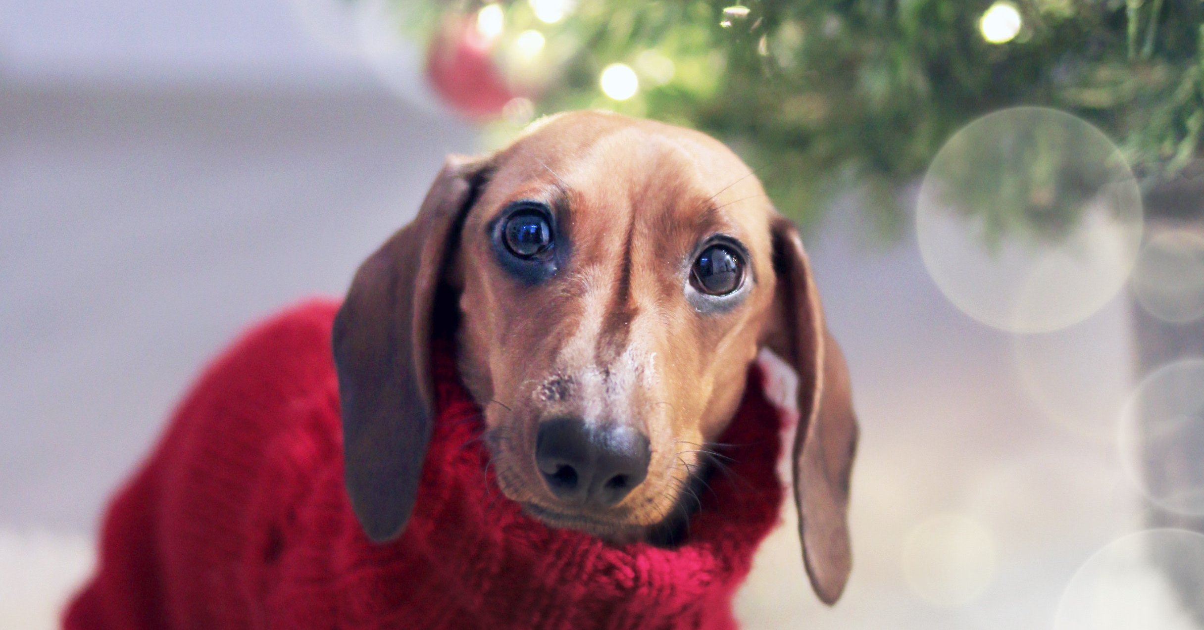 Tips voor het veilig houden van jouw huisdier tijdens vakanties en feestdagen
