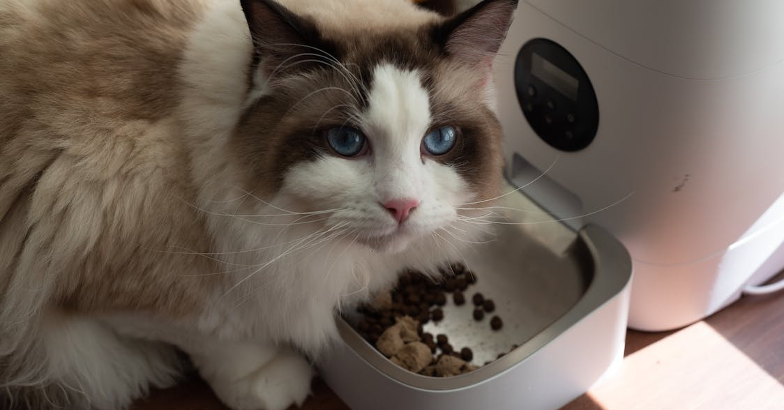 Katten met ondergewicht: tips en richtlijnen