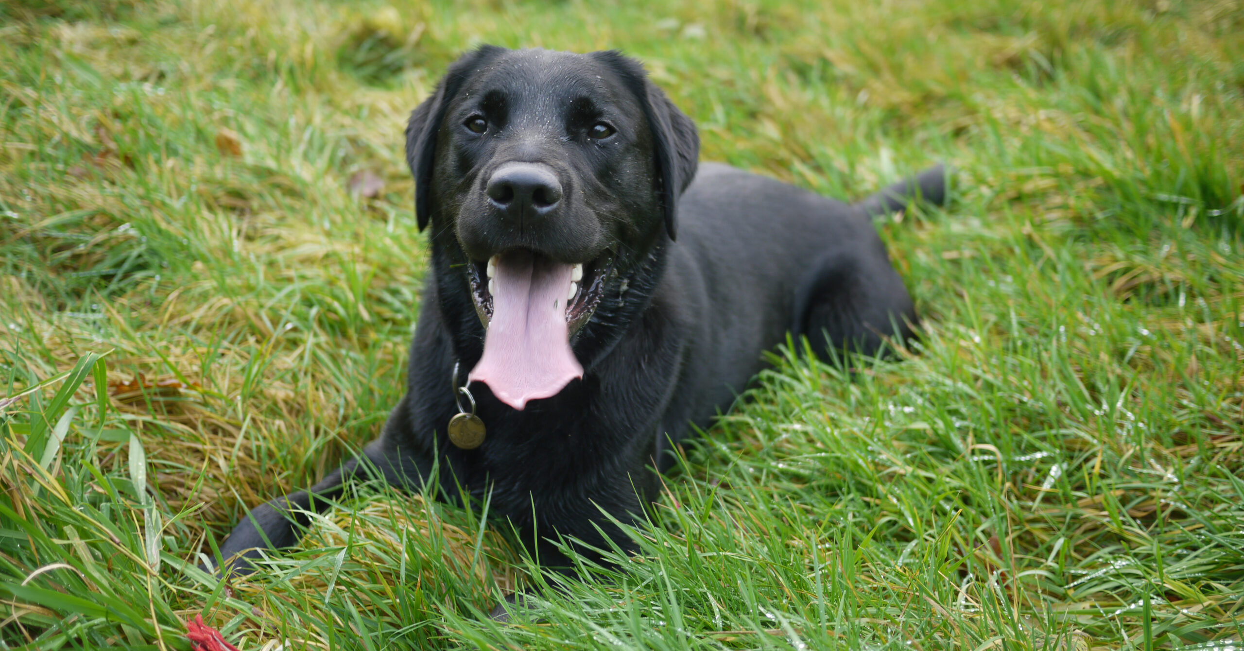 Wat is het karakter van een Labrador Retriever?