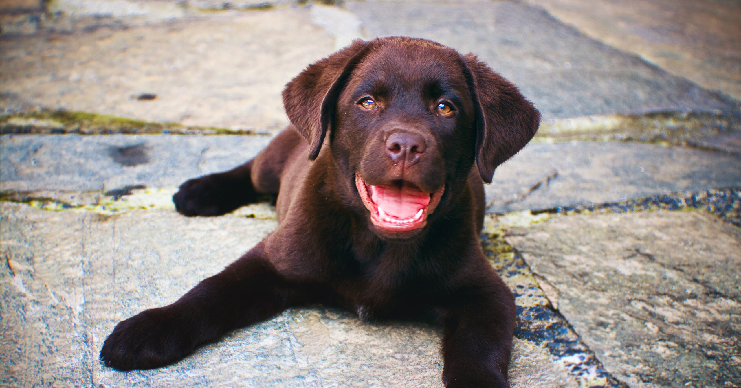 Wat zijn de kenmerken van een Labrador Retriever?