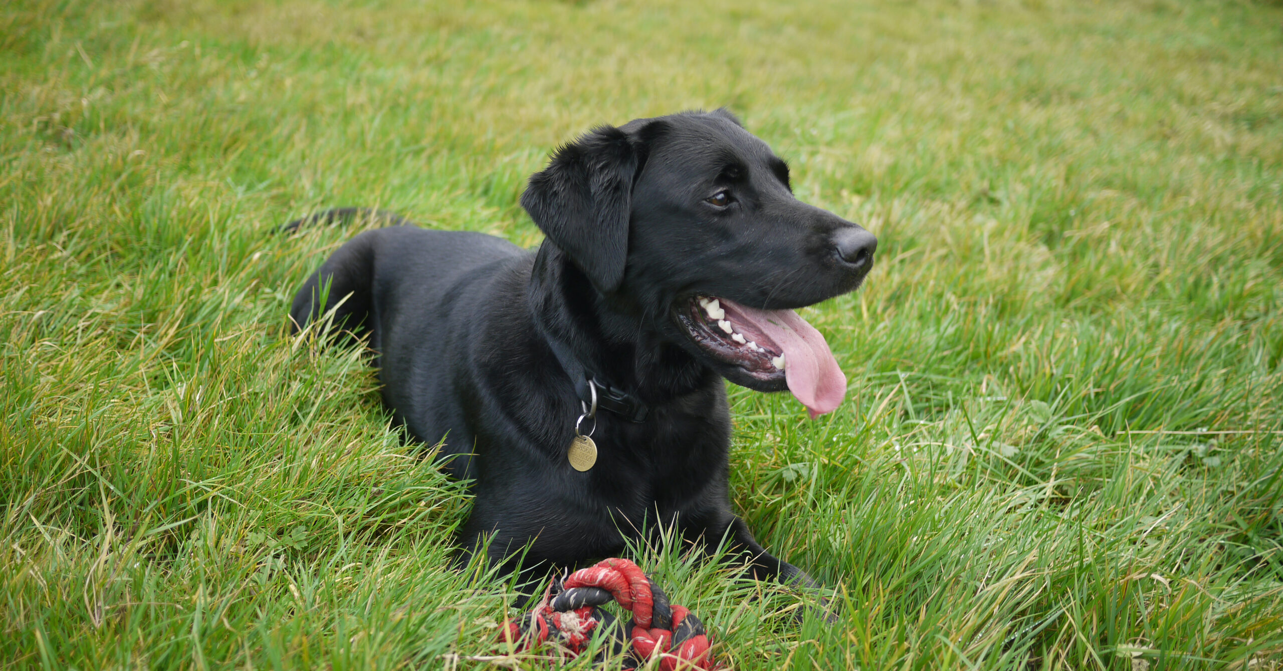 Wat is de prijs van een Labrador Retriever?