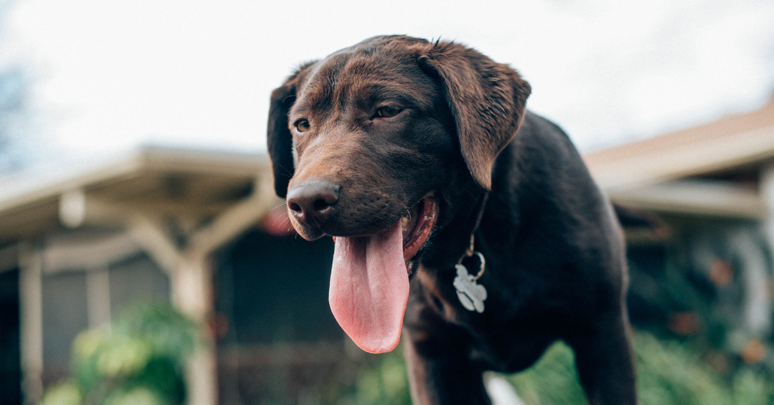 Verzorging van een Labrador Retriever, waar moet je opletten?