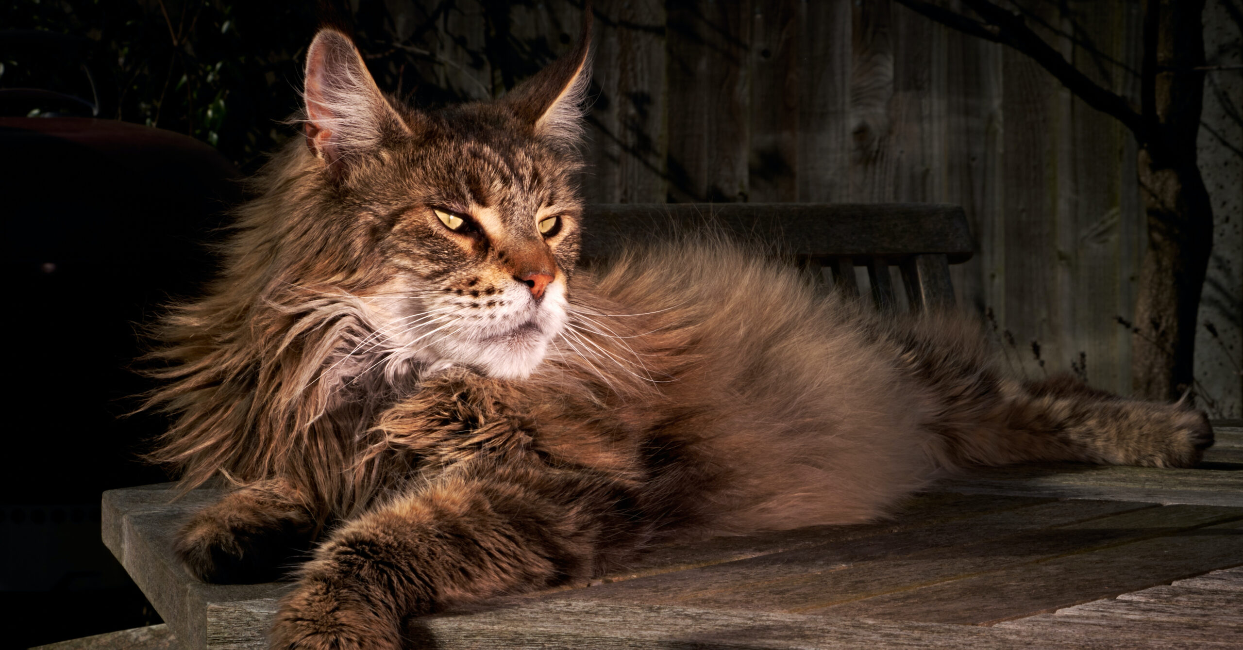 Wat is de prijs van een Maine Coon kat?