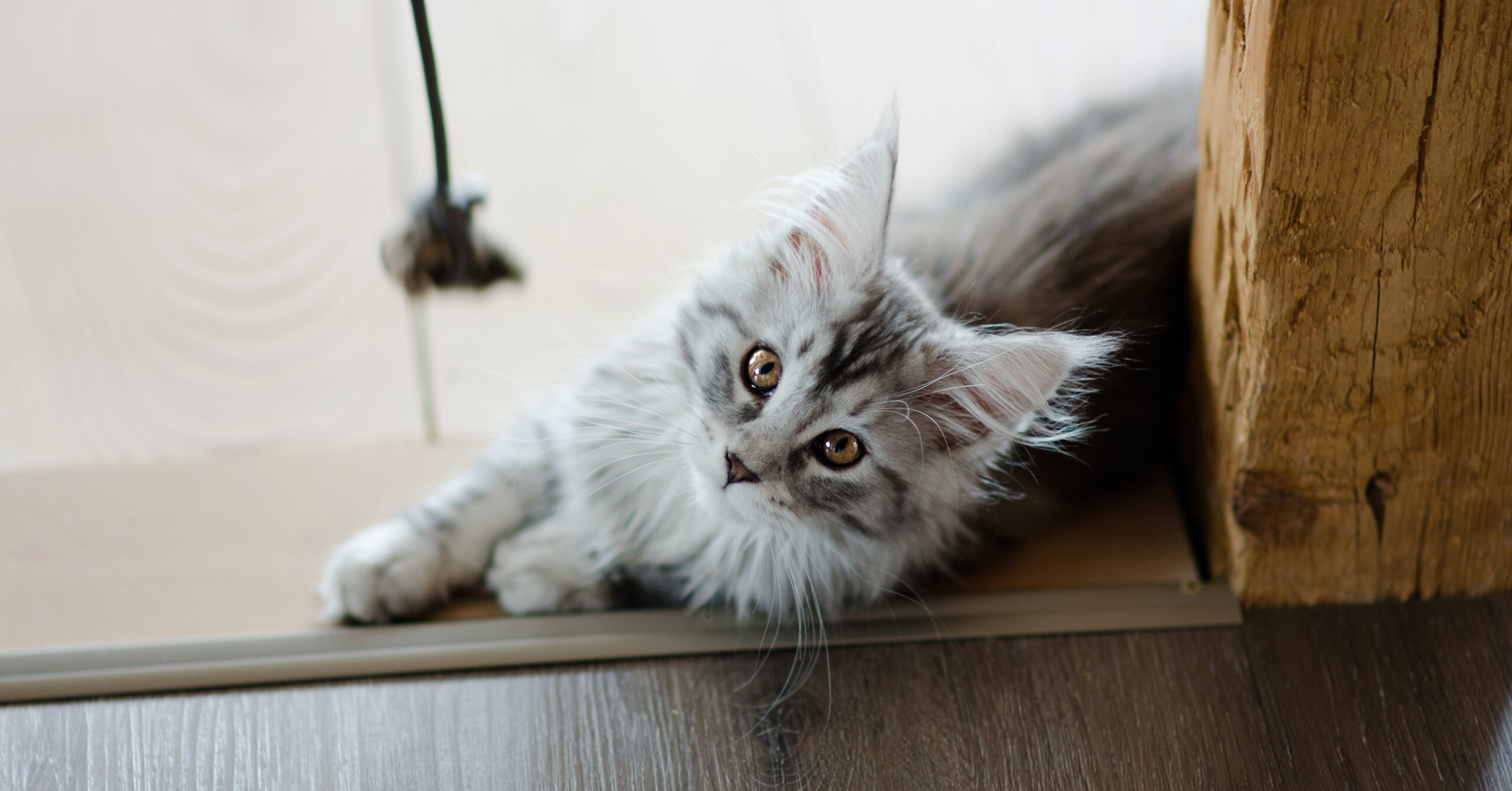 Verzorging van een Maine Coon, waar moet je opletten?