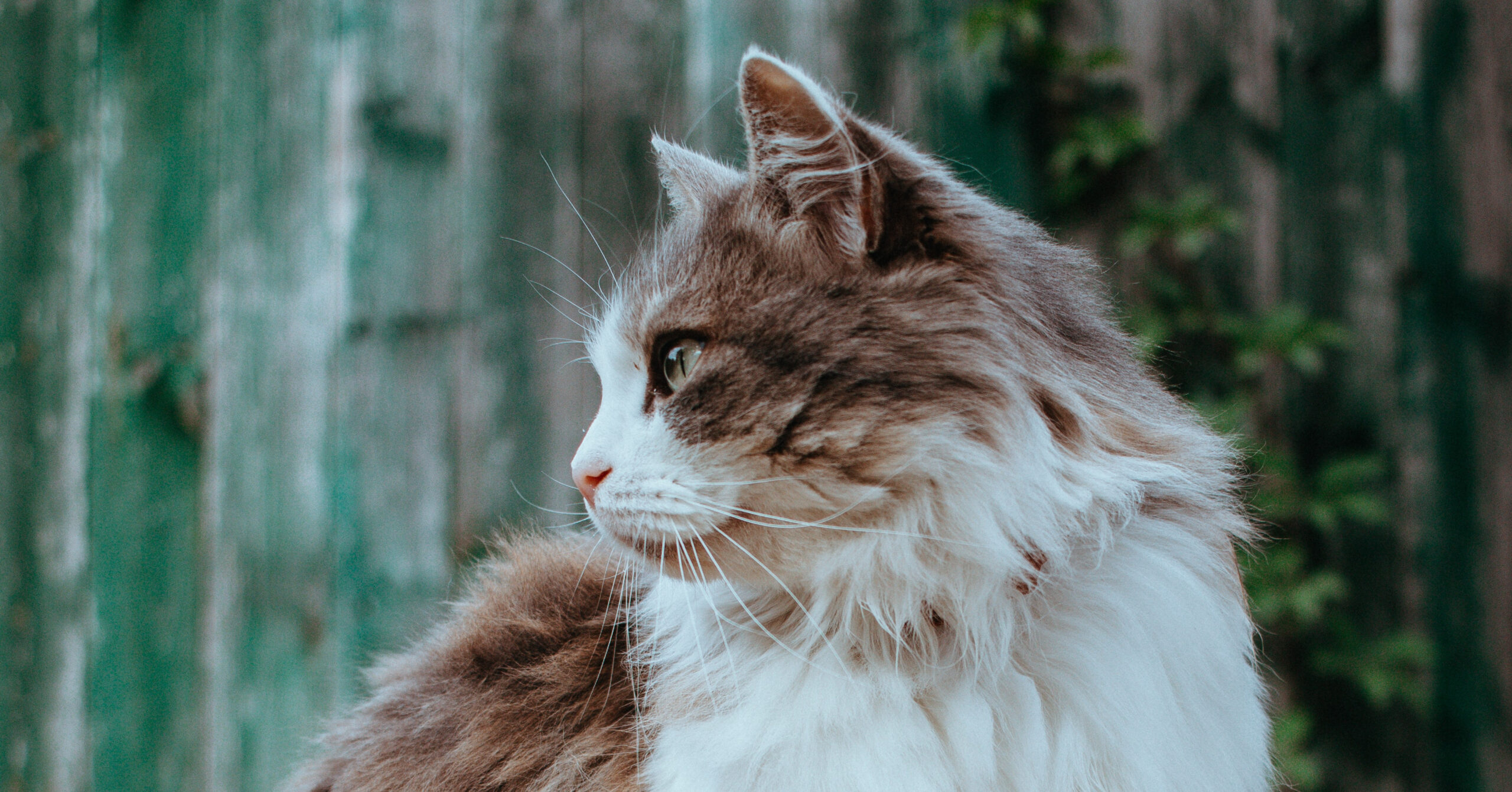 Wat is het karakter van een Noorse Boskat?