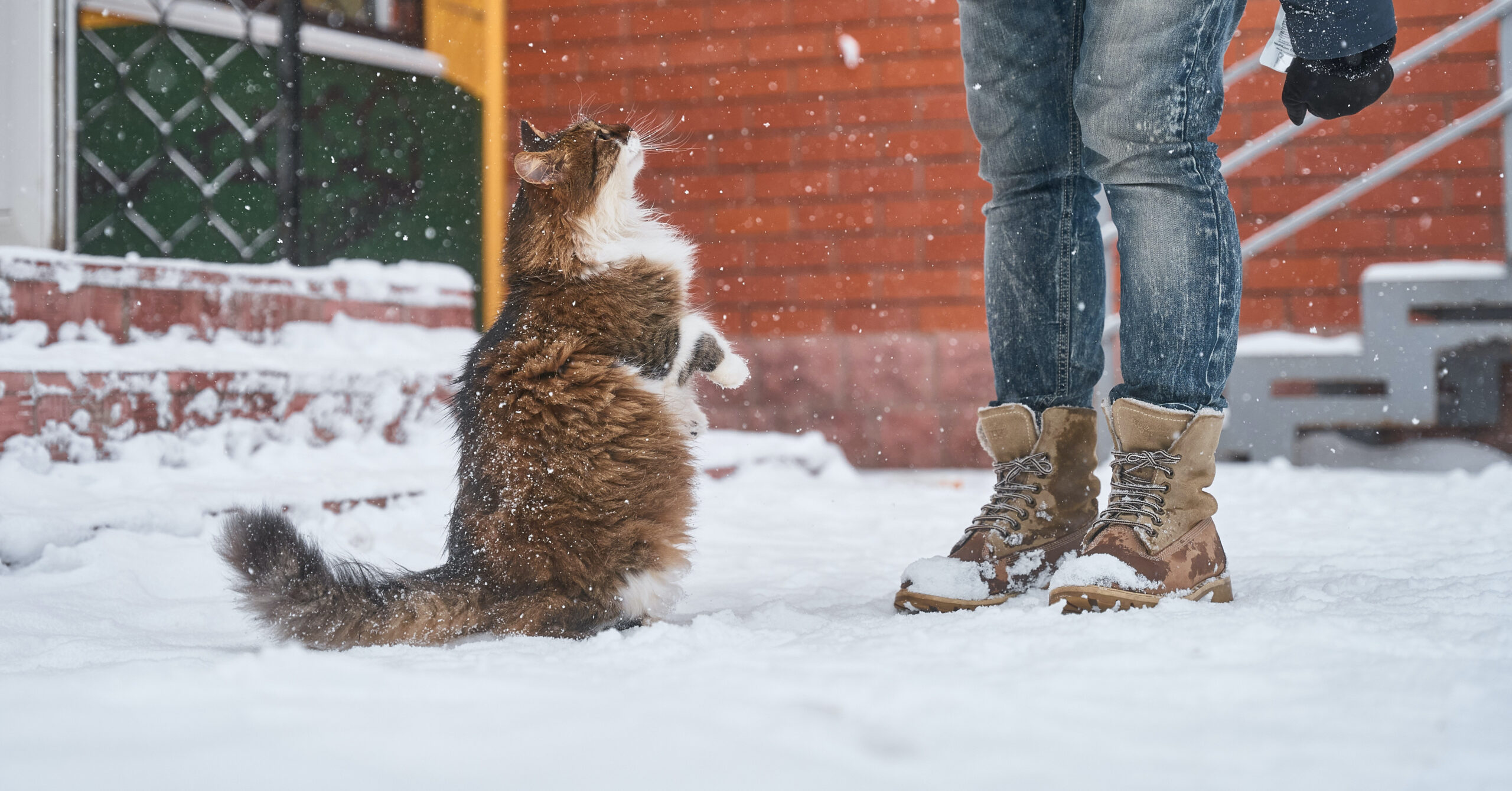 Wat zijn de kenmerken van een Noorse Boskat?