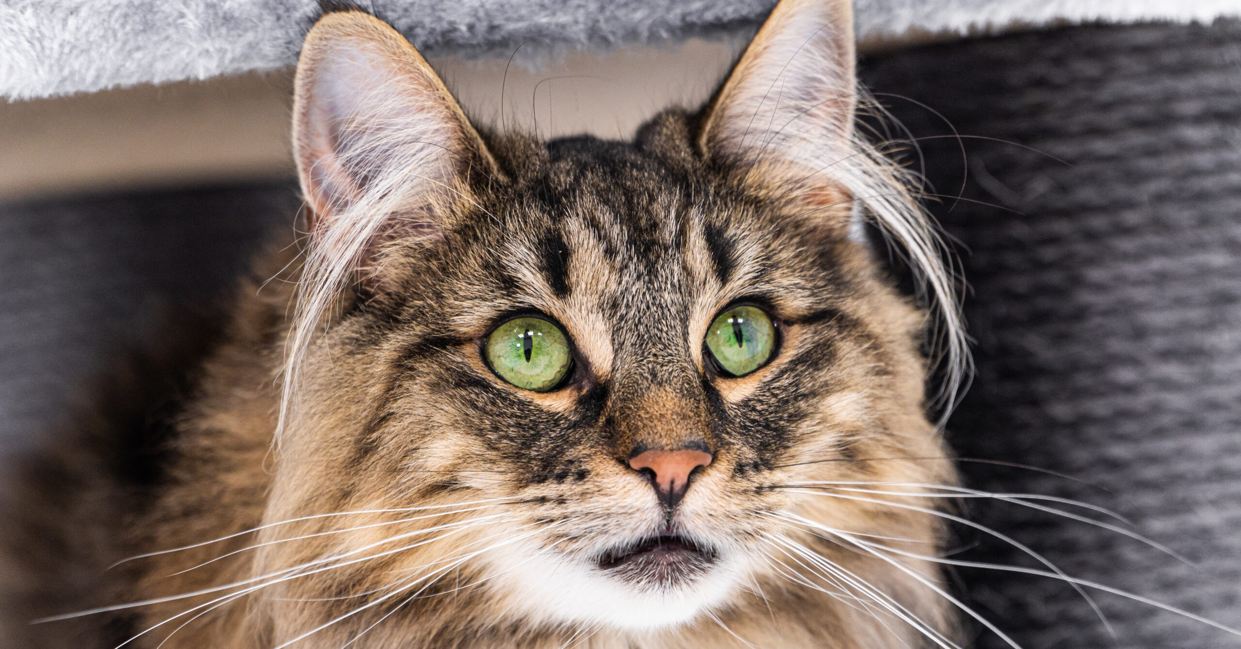 Verzorging van een Noorse Boskat, waar moet je opletten?