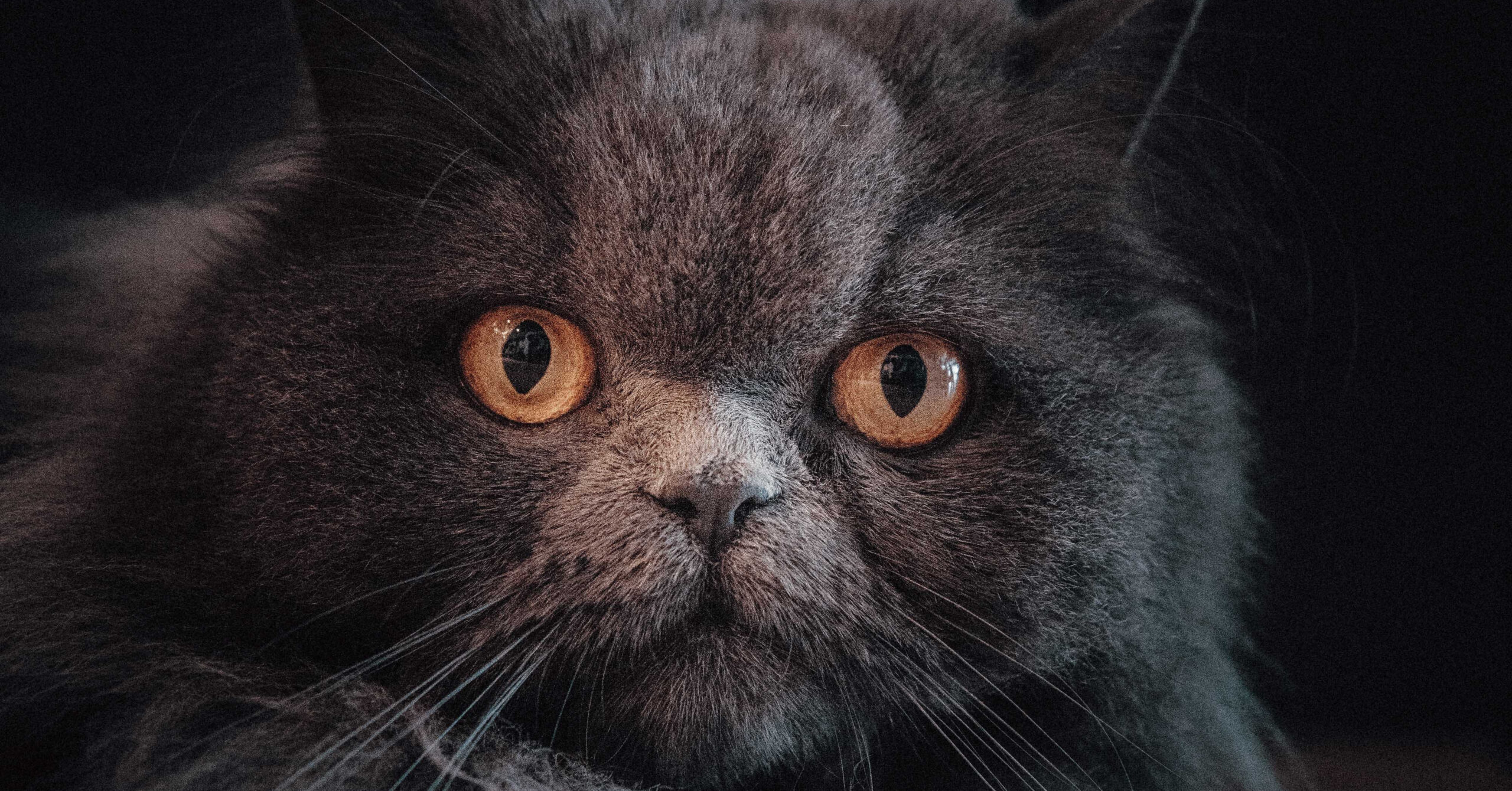 Wat is het karakter van een Perzische kat?